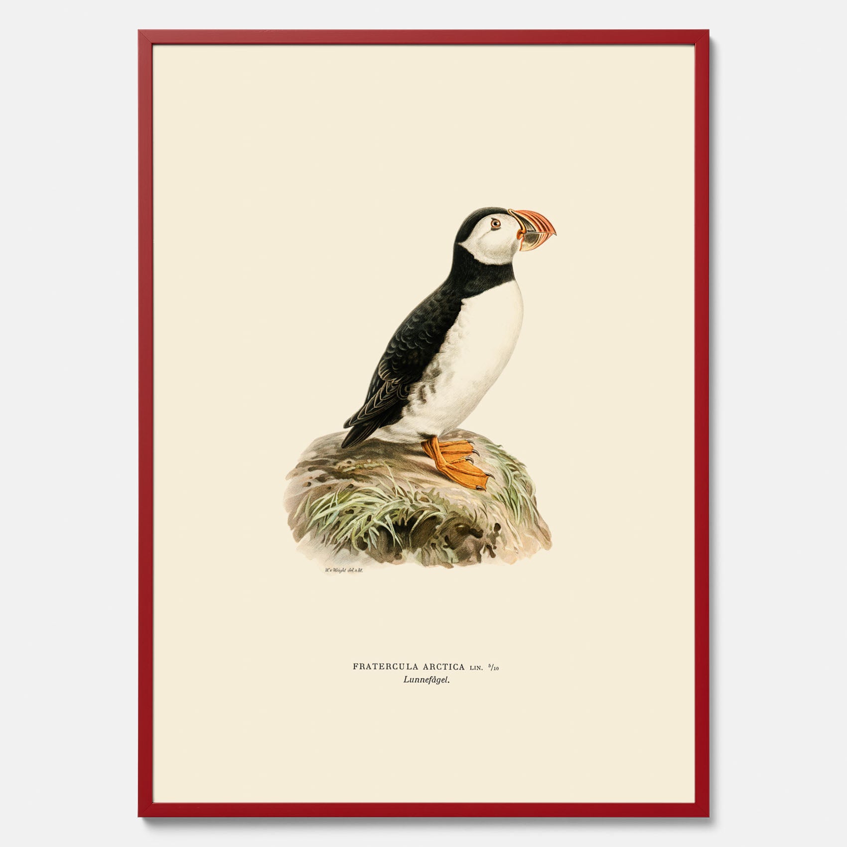 Inramad vintageposter föreställande en lunnefågel, ritad av bröderna von Wright. 30x40 cm.