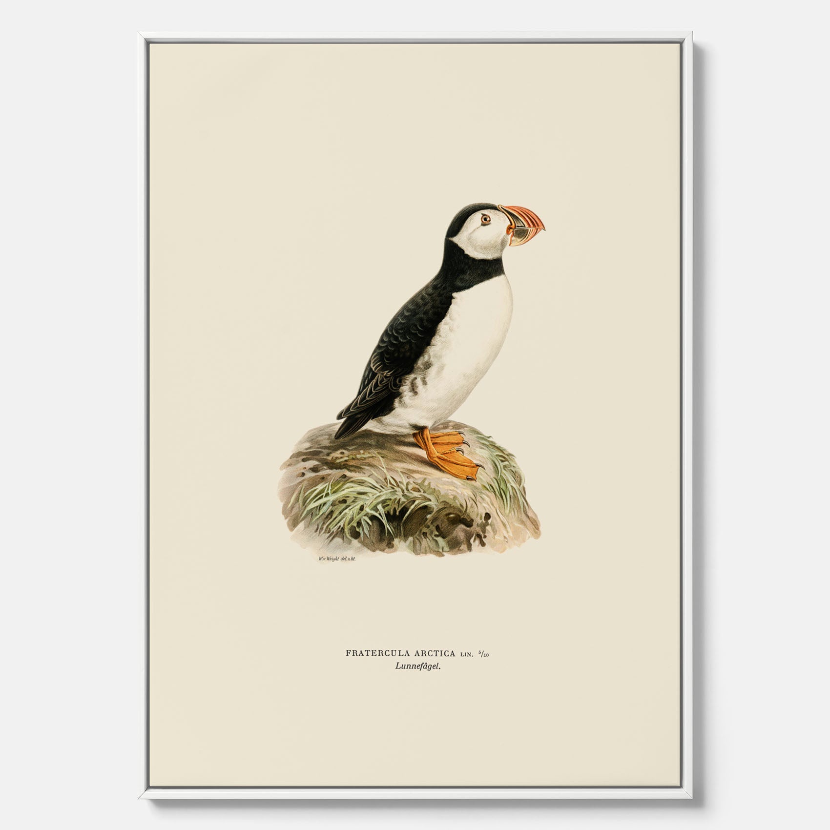 Inramad vintageposter på canvas föreställande en lunnefågel, ritad av bröderna von Wright. 30x40 cm.