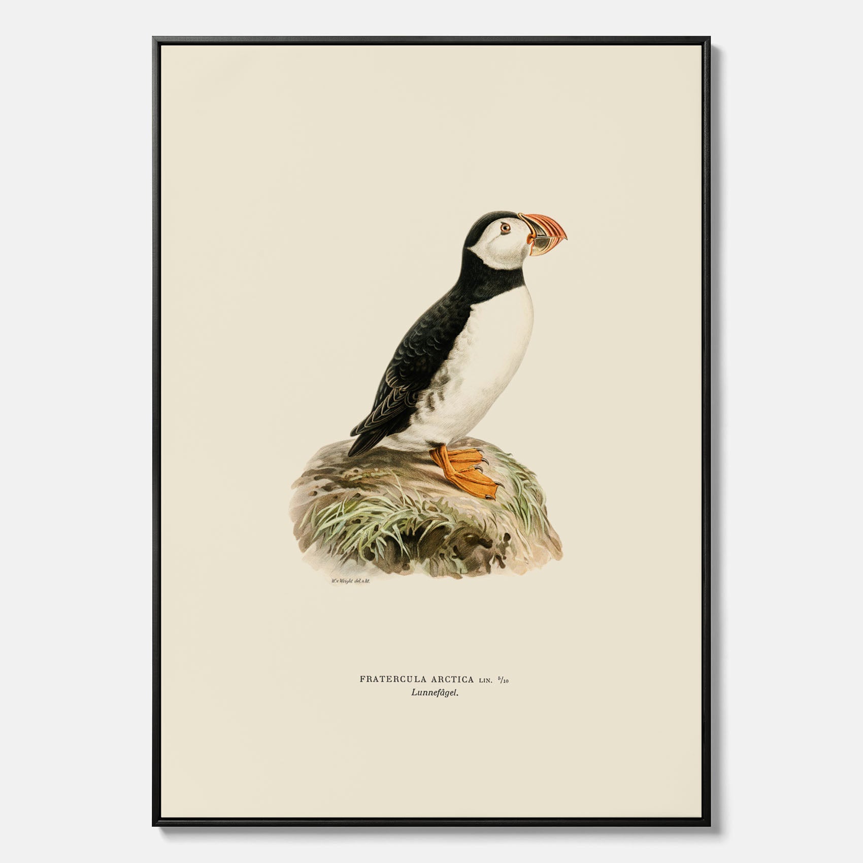 Inramad vintageposter på canvas föreställande en lunnefågel, ritad av bröderna von Wright. 30x40 cm.