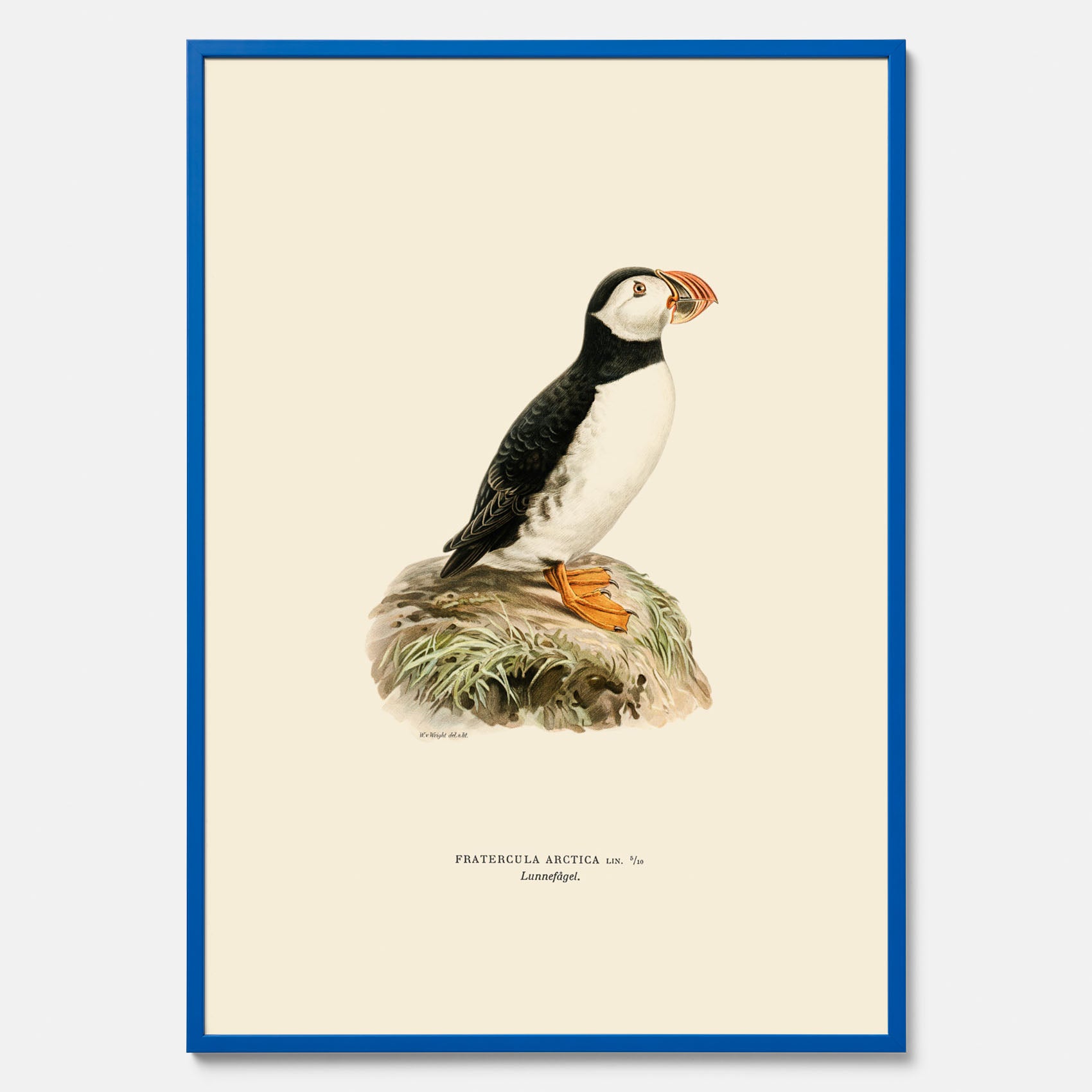 Inramad vintageposter föreställande en lunnefågel, ritad av bröderna von Wright. 30x40 cm.