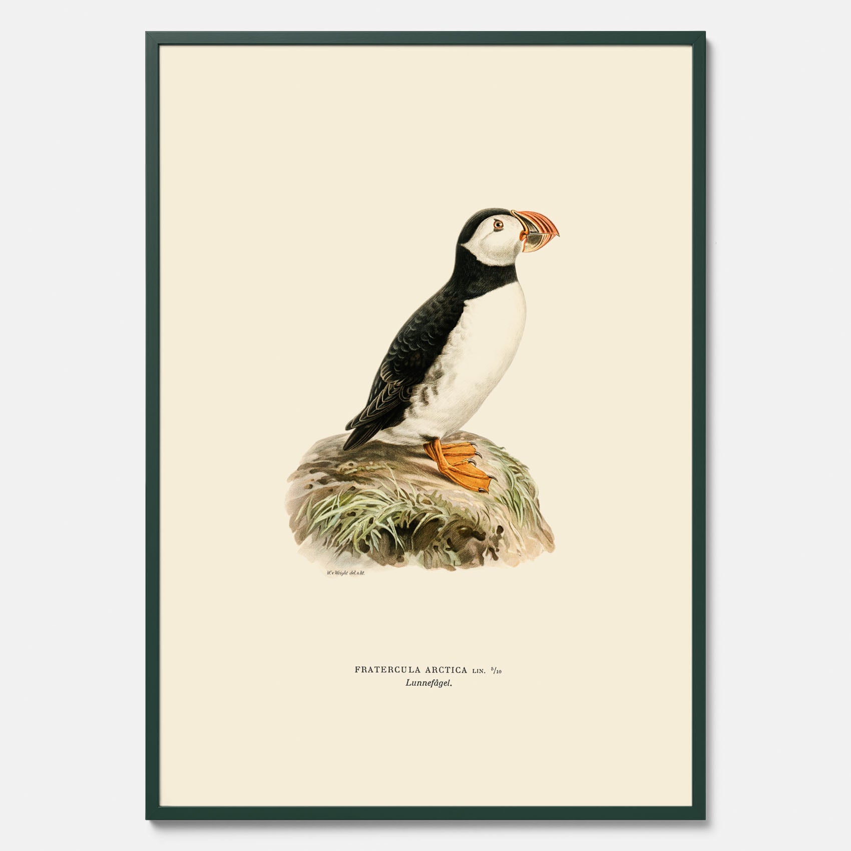 Inramad vintageposter föreställande en lunnefågel, ritad av bröderna von Wright. 30x40 cm.