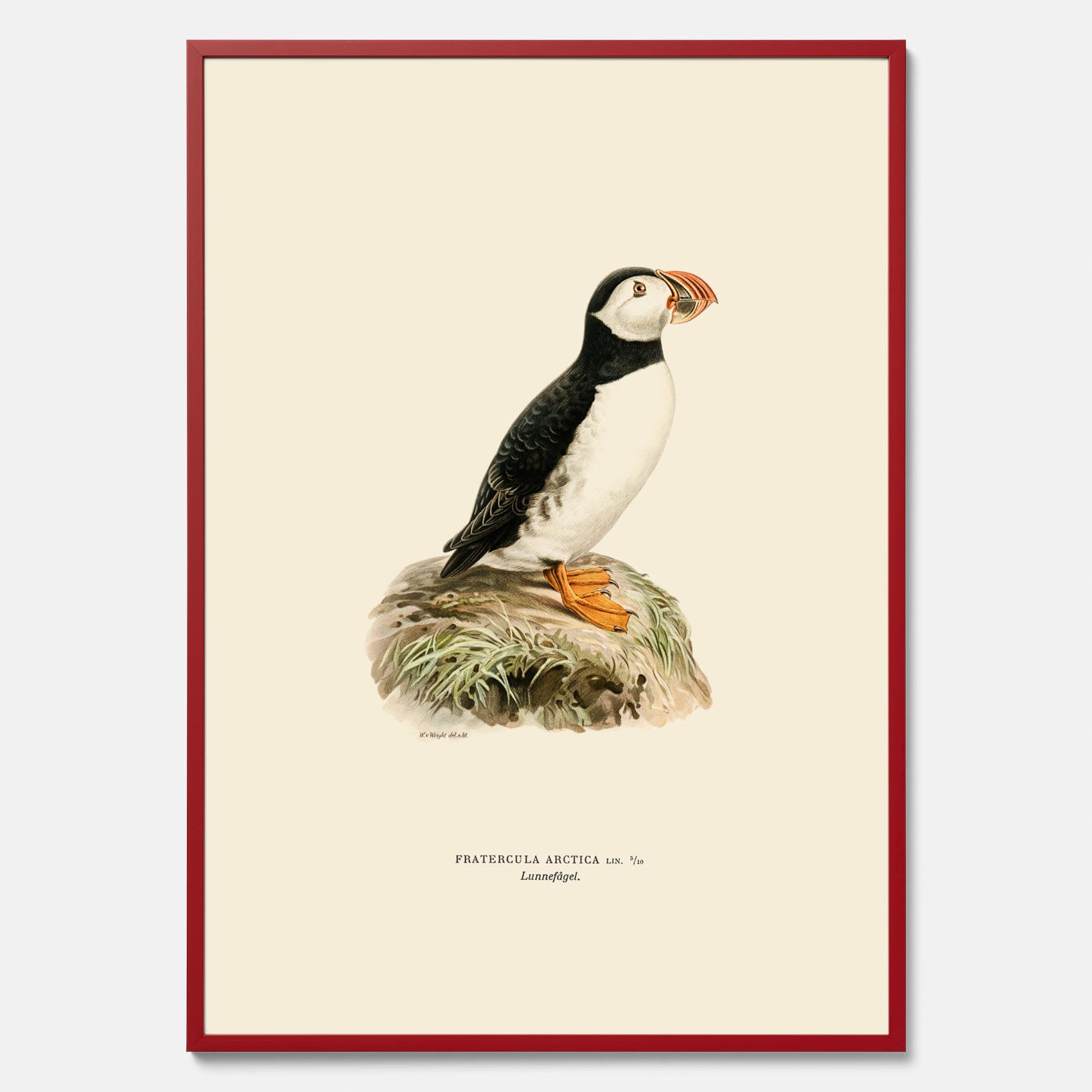 Inramad vintageposter föreställande en lunnefågel, ritad av bröderna von Wright. 30x40 cm.