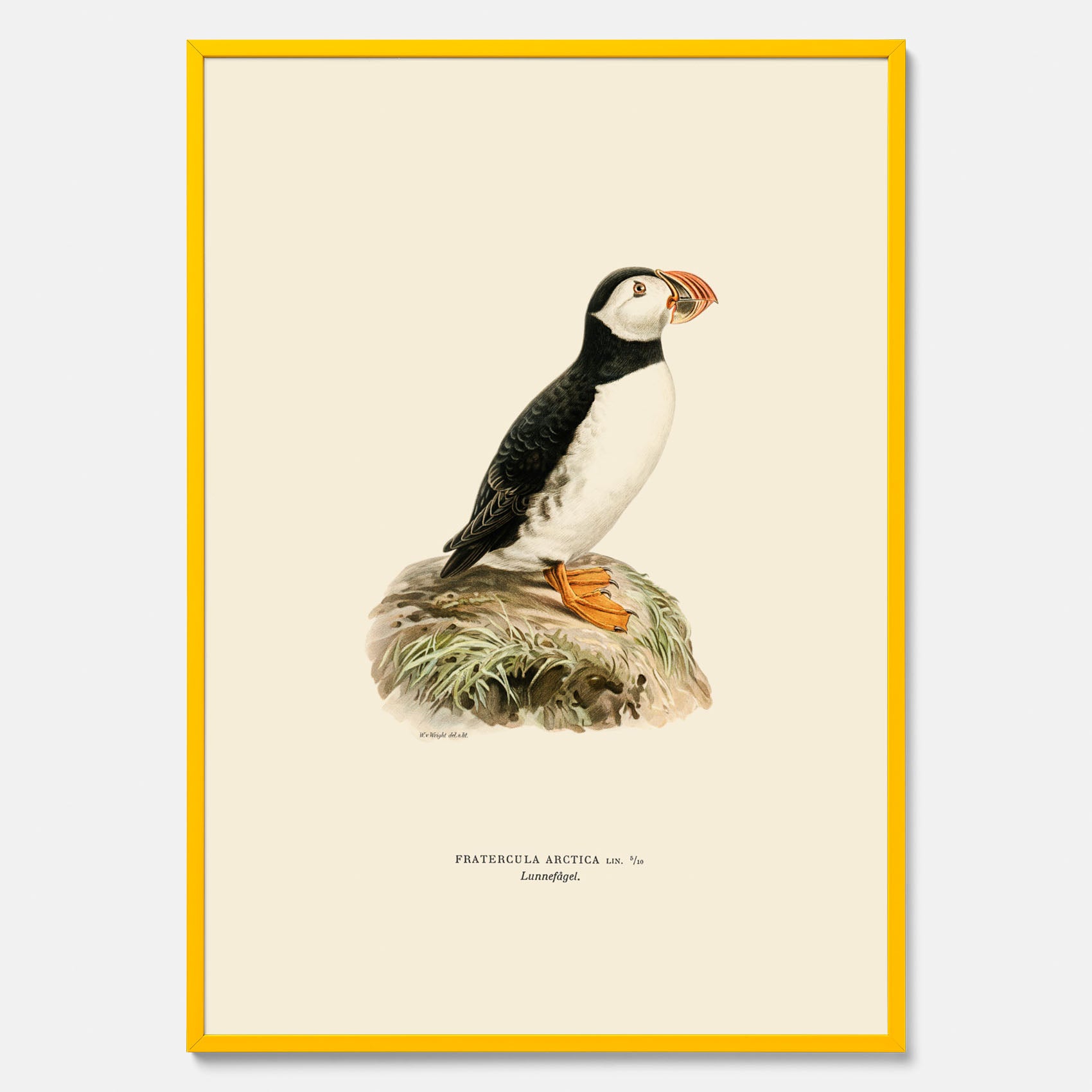 Inramad vintageposter föreställande en lunnefågel, ritad av bröderna von Wright. 30x40 cm.