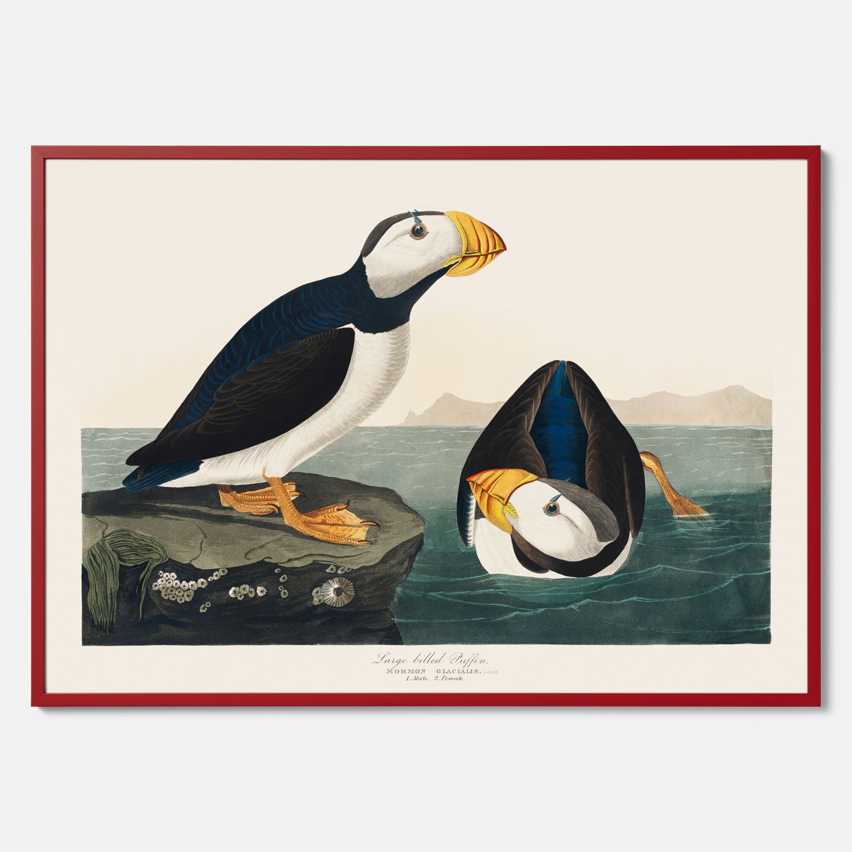 Lunnefågel "Puffin" poster No.2 – Vintageposter med fågel