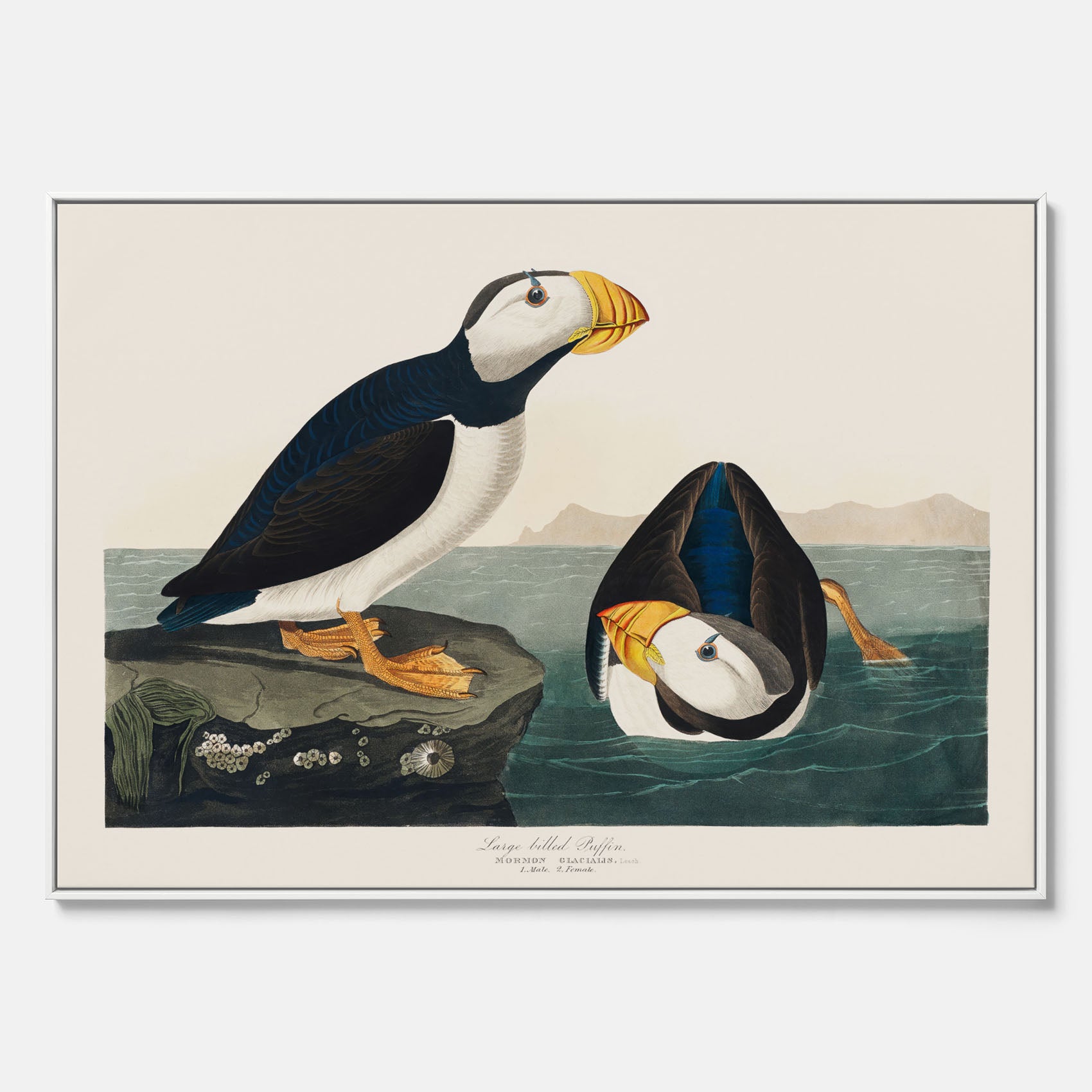 Tavla med canvas av Lunnefågel "Puffin" poster No.2 – Vintageposter med fågel