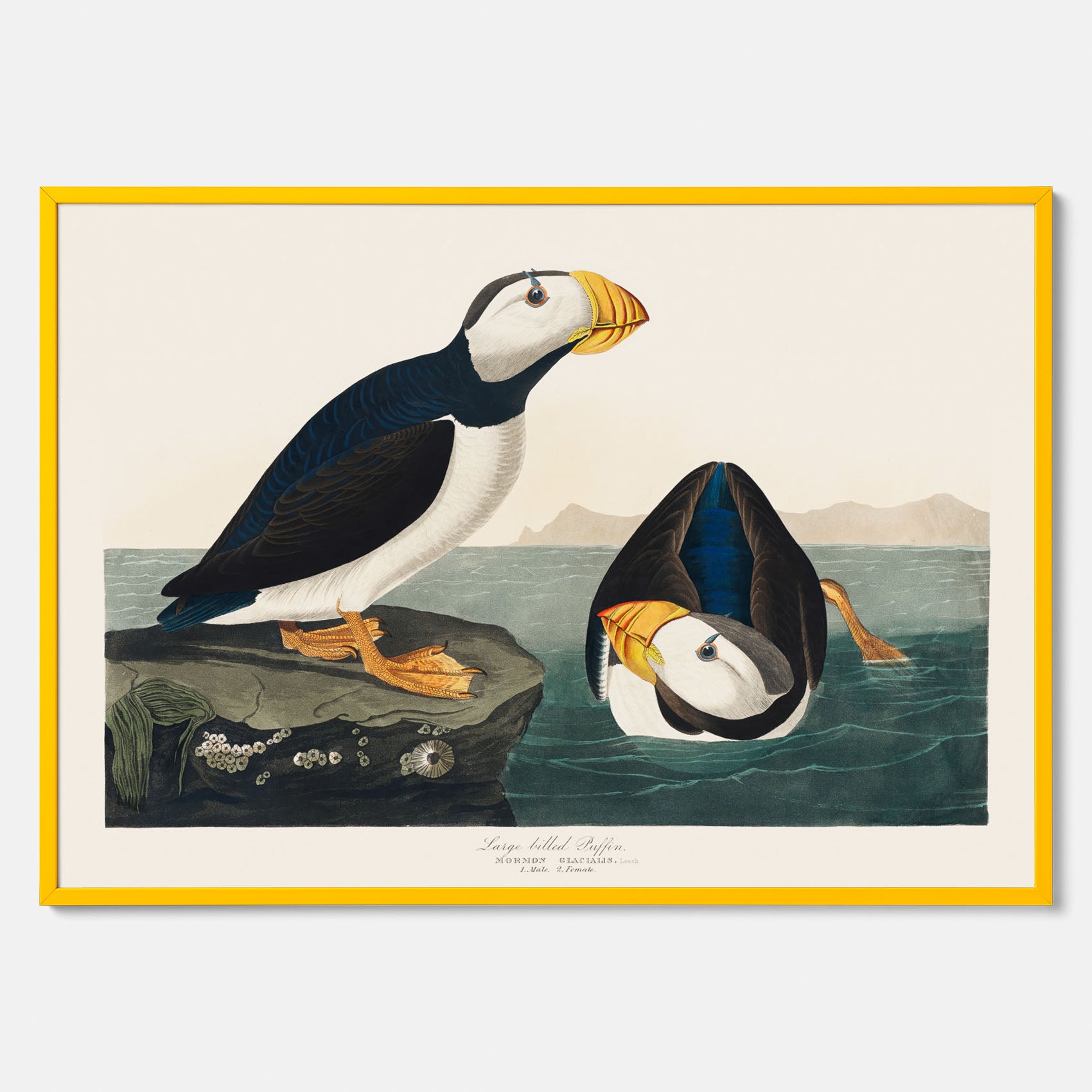 Lunnefågel "Puffin" poster No.2 – Vintageposter med fågel
