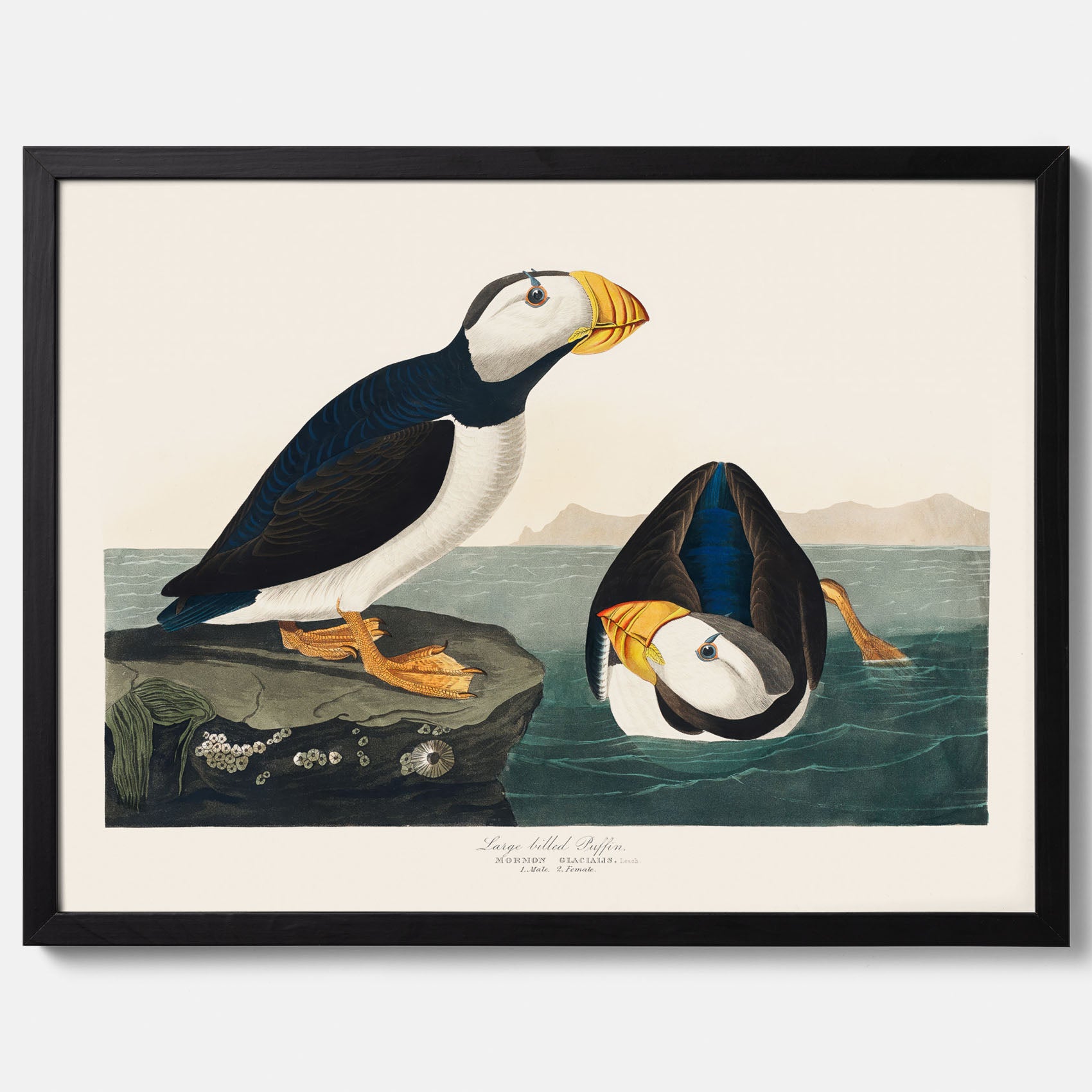 Lunnefågel "Puffin" poster No.2 – Vintageposter med fågel