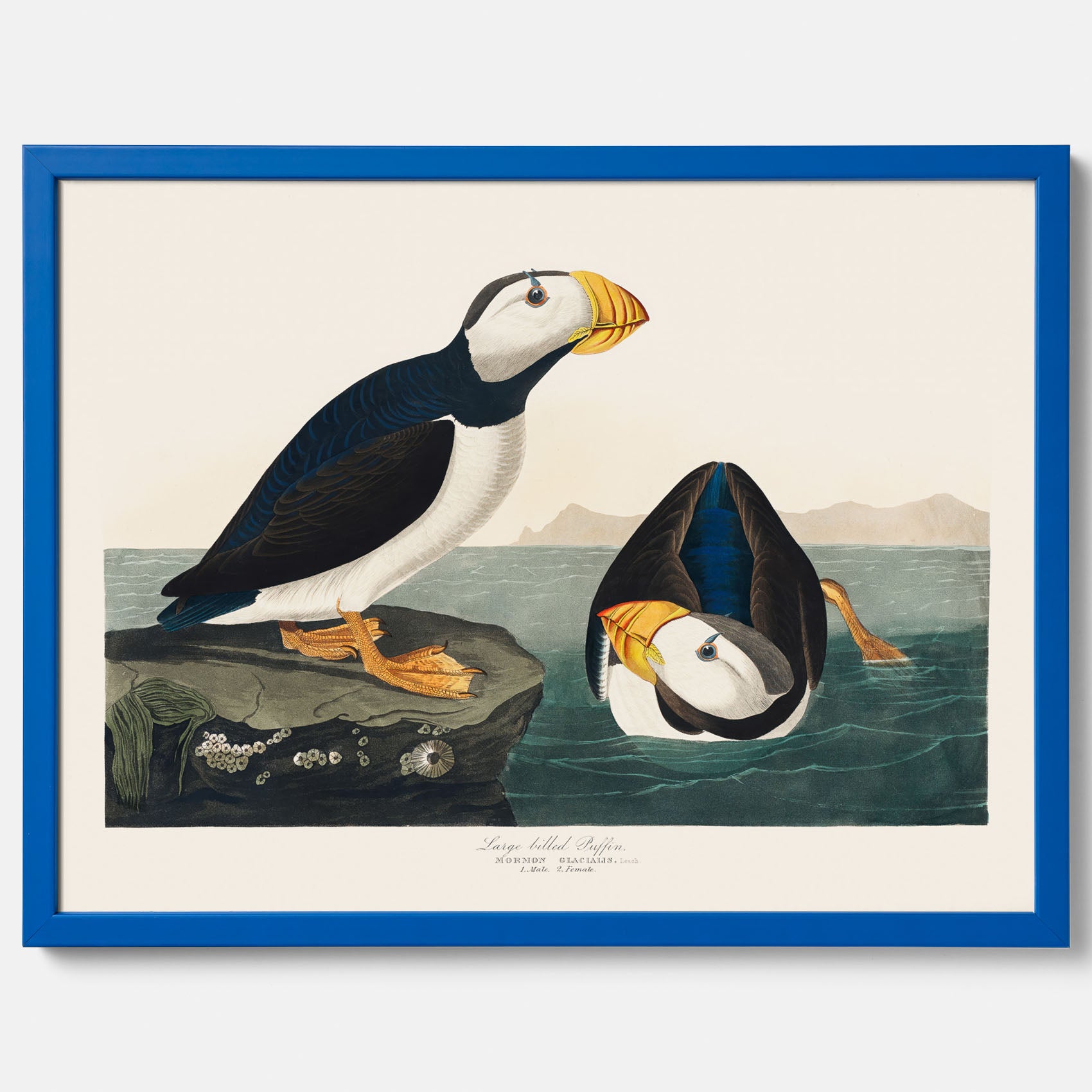 Lunnefågel "Puffin" poster No.2 – Vintageposter med fågel