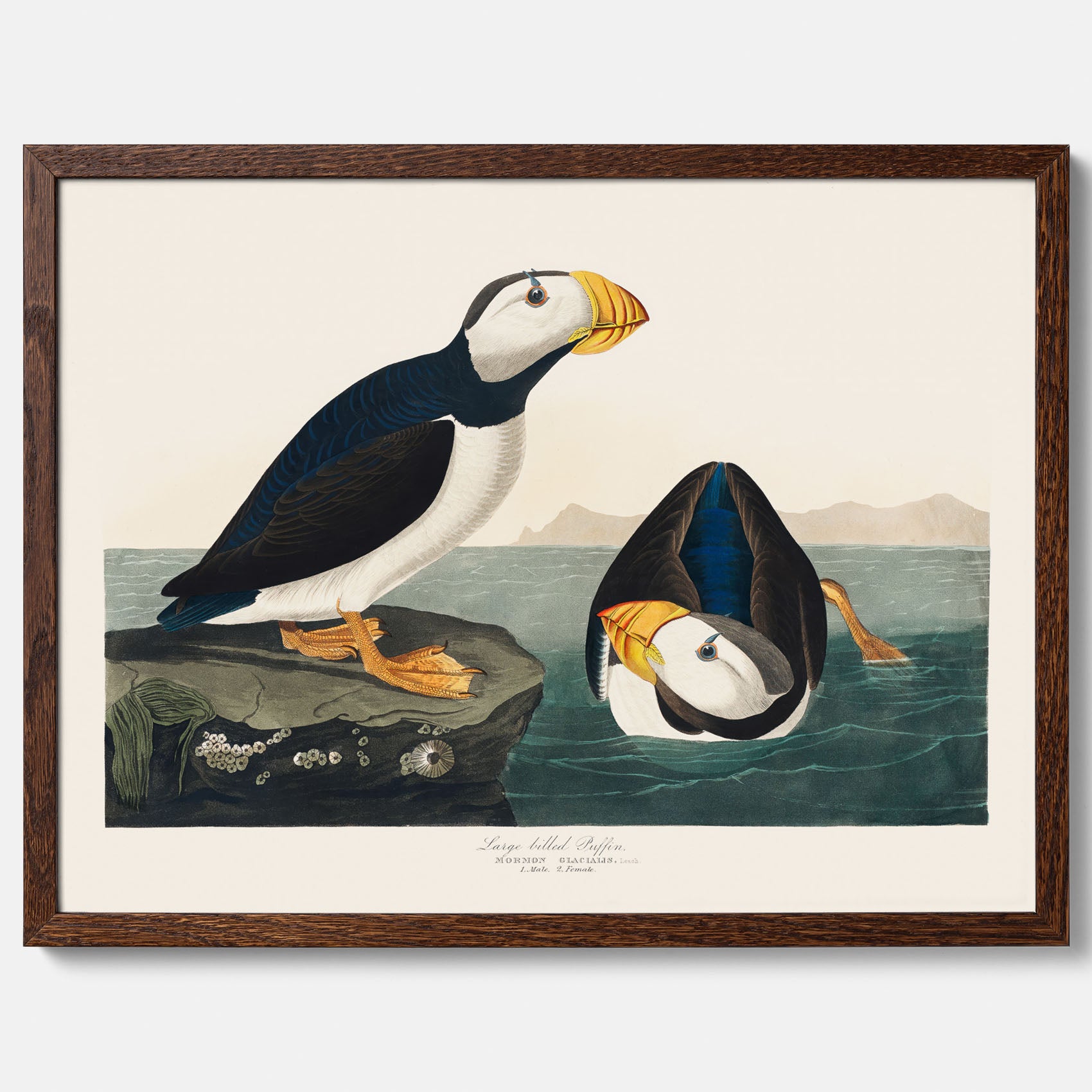 Lunnefågel "Puffin" poster No.2 – Vintageposter med fågel