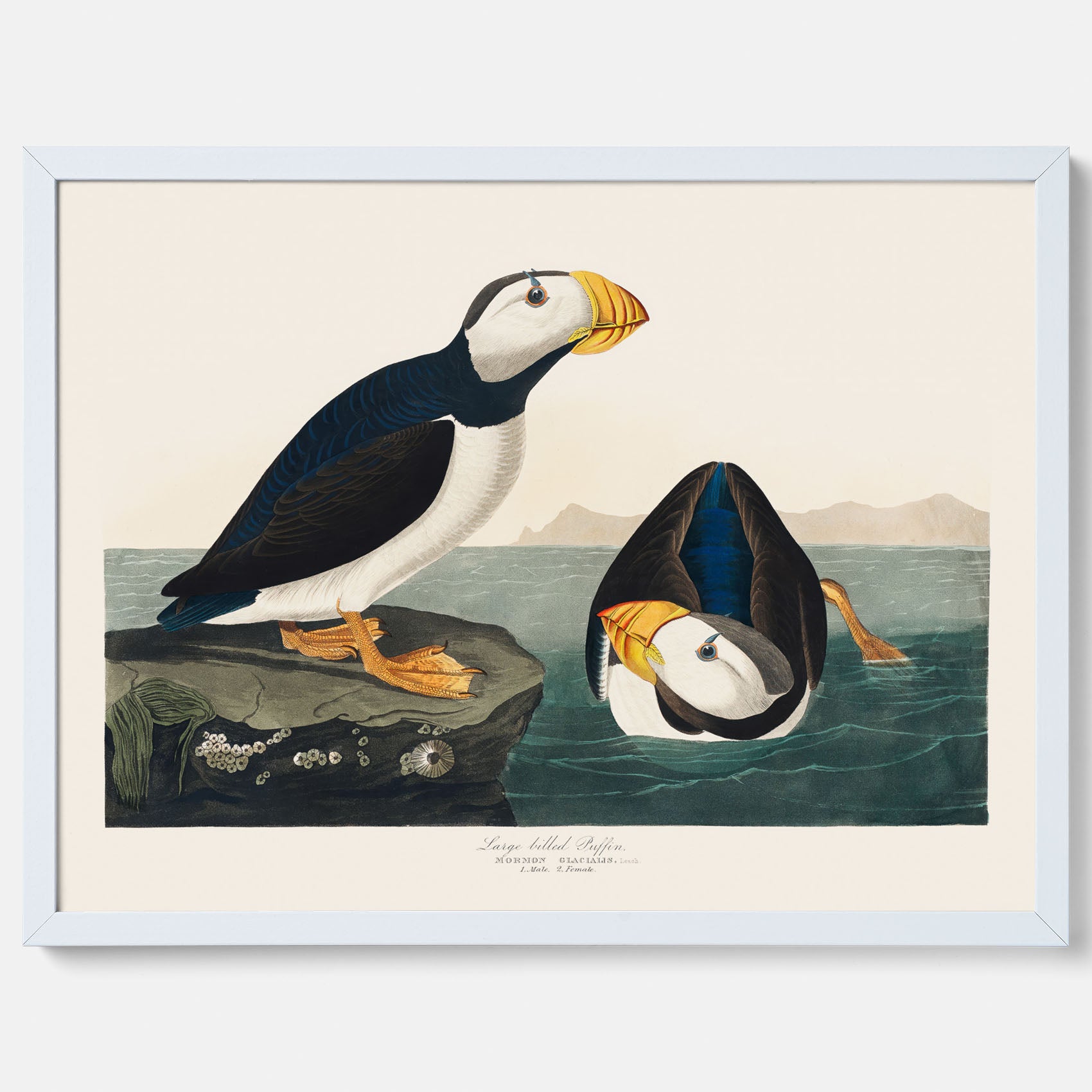 Lunnefågel "Puffin" poster No.2 – Vintageposter med fågel