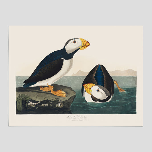 Lunnefågel "Puffin" poster No.2 – Vintageposter med fågel