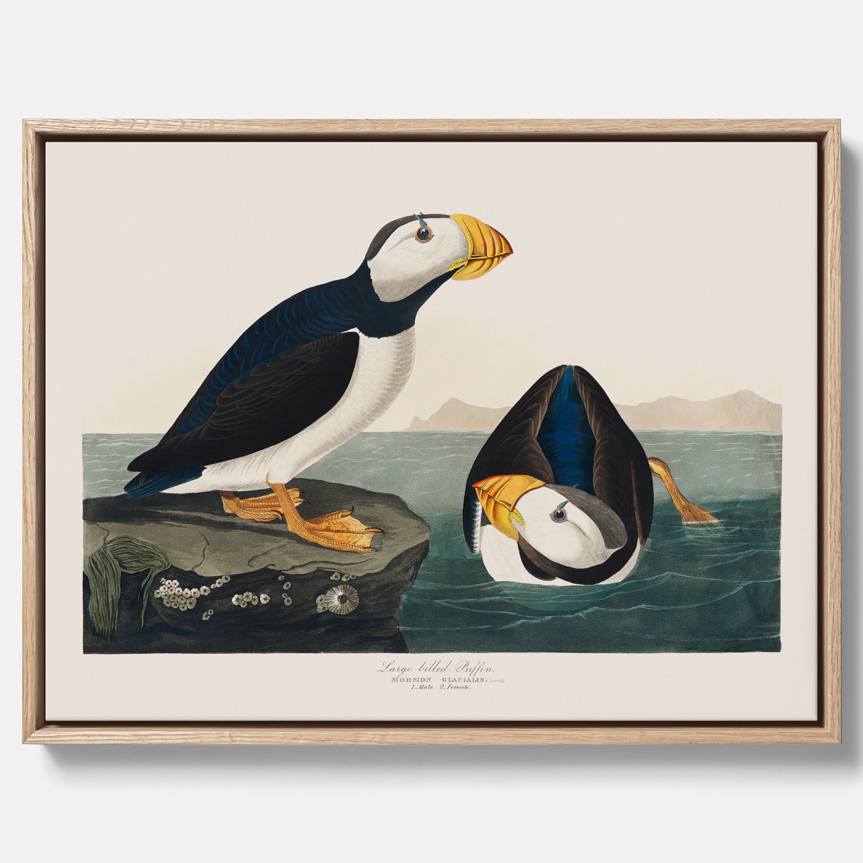 Tavla med canvas av Lunnefågel "Puffin" poster No.2 – Vintageposter med fågel