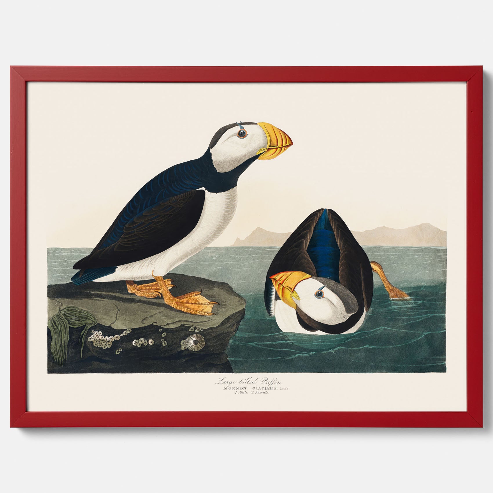 Lunnefågel "Puffin" poster No.2 – Vintageposter med fågel