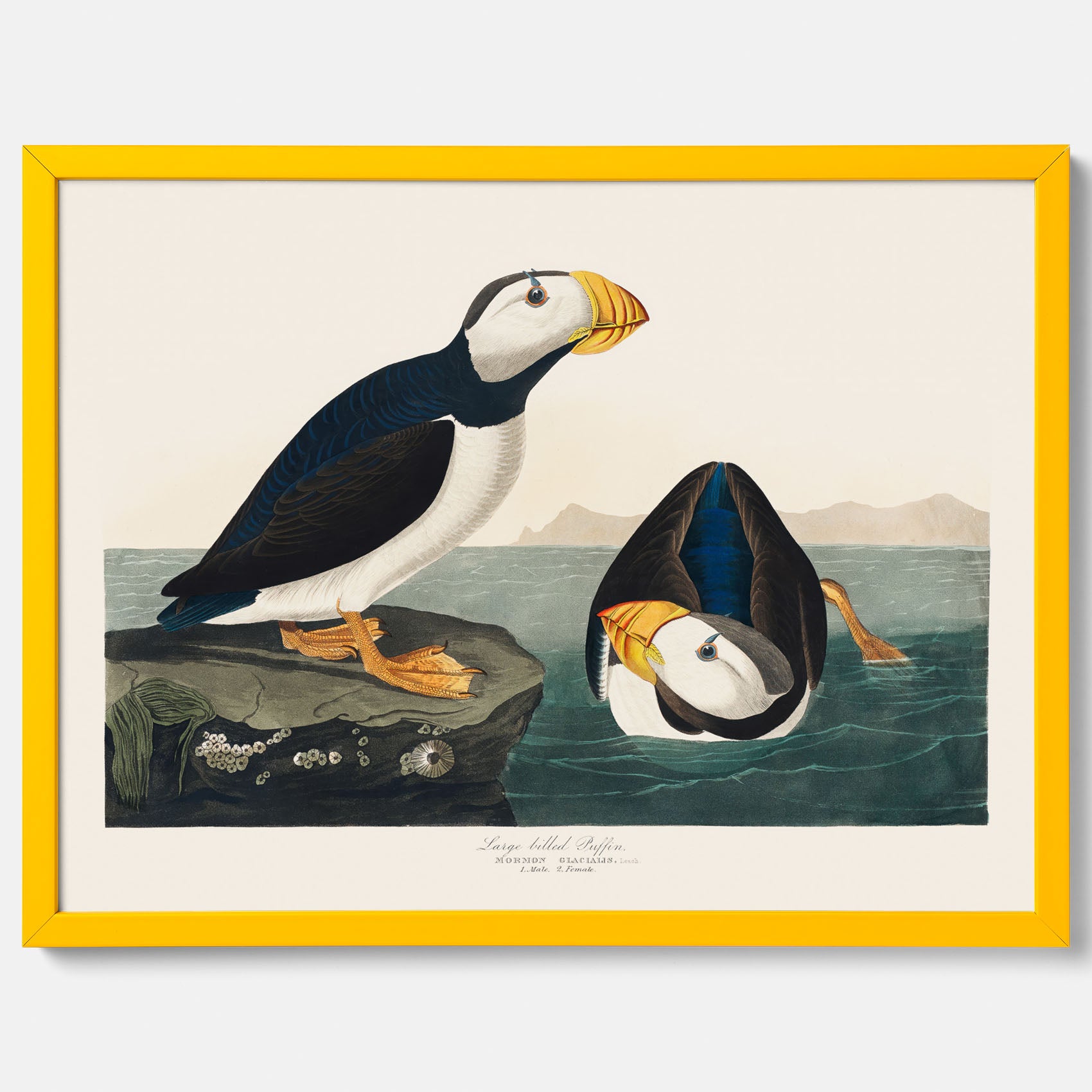 Lunnefågel "Puffin" poster No.2 – Vintageposter med fågel