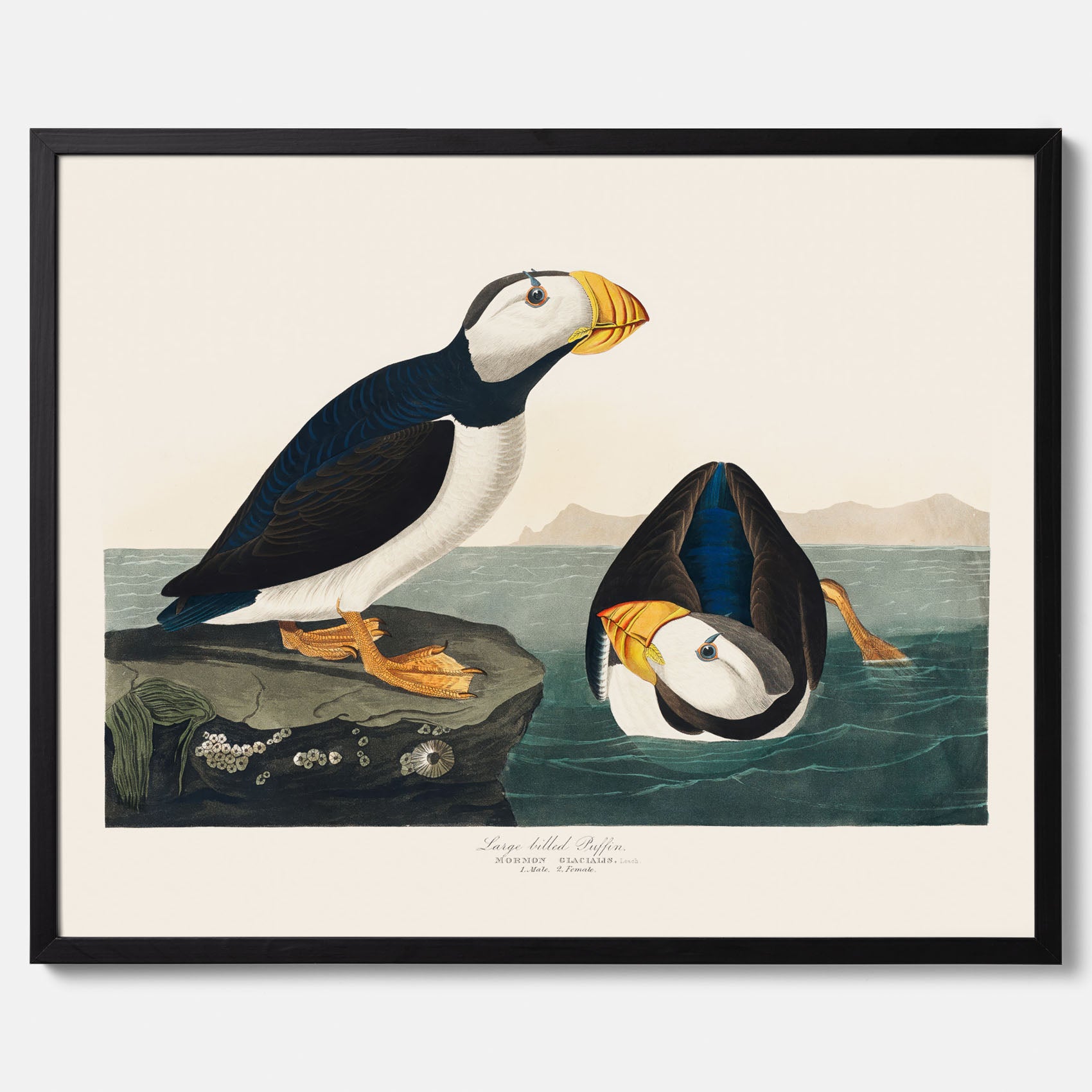 Lunnefågel "Puffin" poster No.2 – Vintageposter med fågel