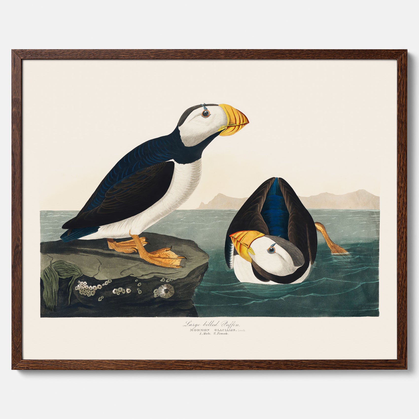 Lunnefågel "Puffin" poster No.2 – Vintageposter med fågel