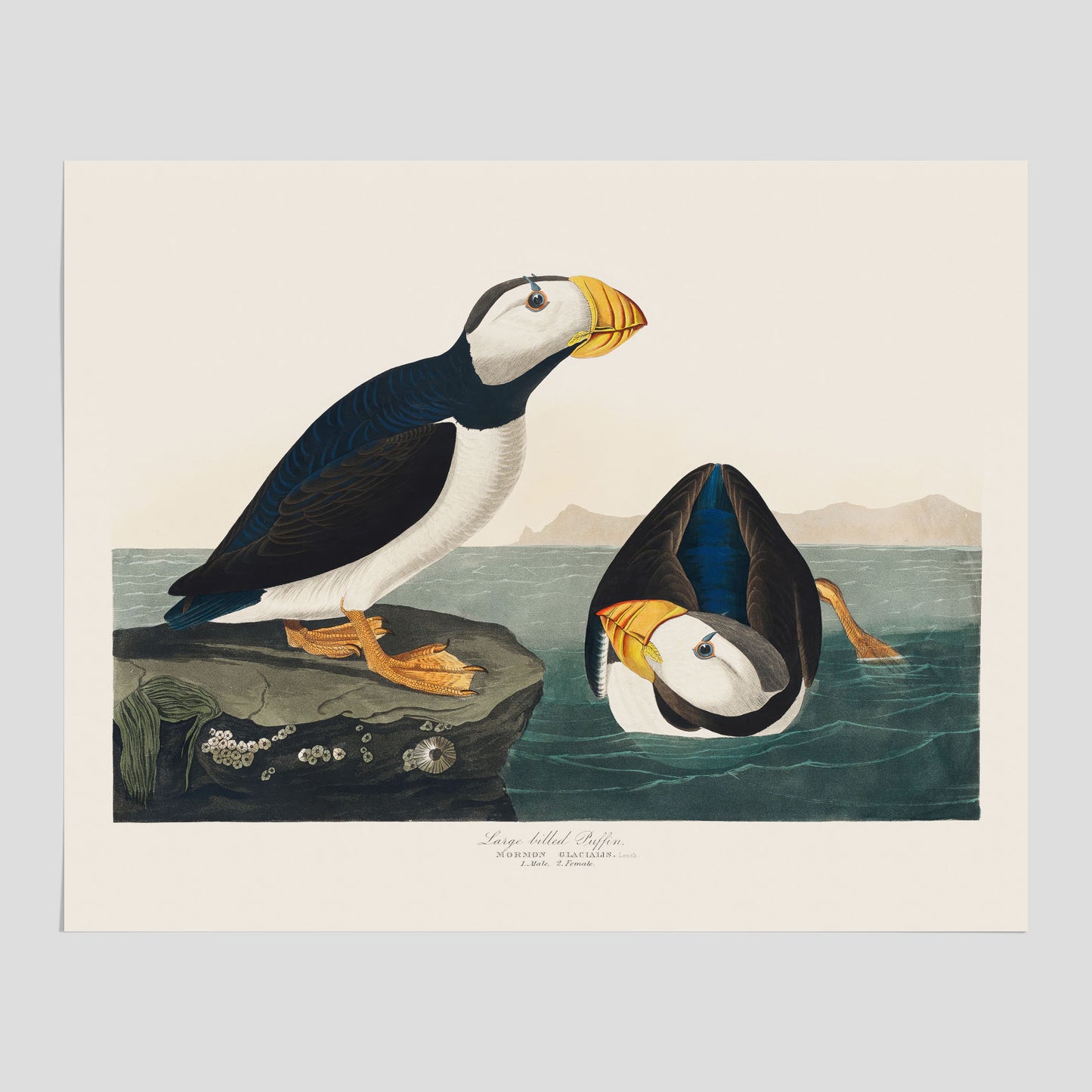 Lunnefågel "Puffin" poster No.2 – Vintageposter med fågel