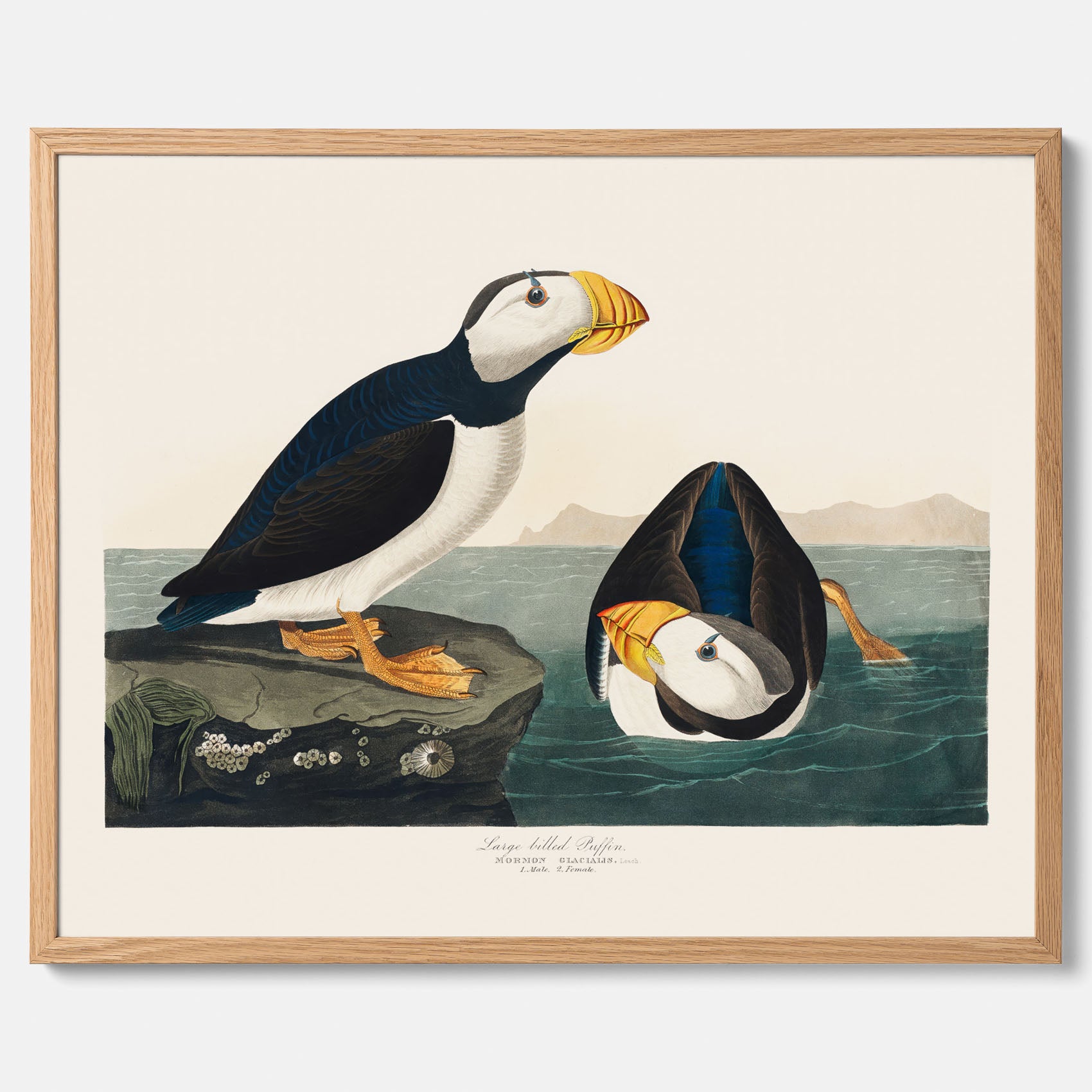 Lunnefågel "Puffin" poster No.2 – Vintageposter med fågel