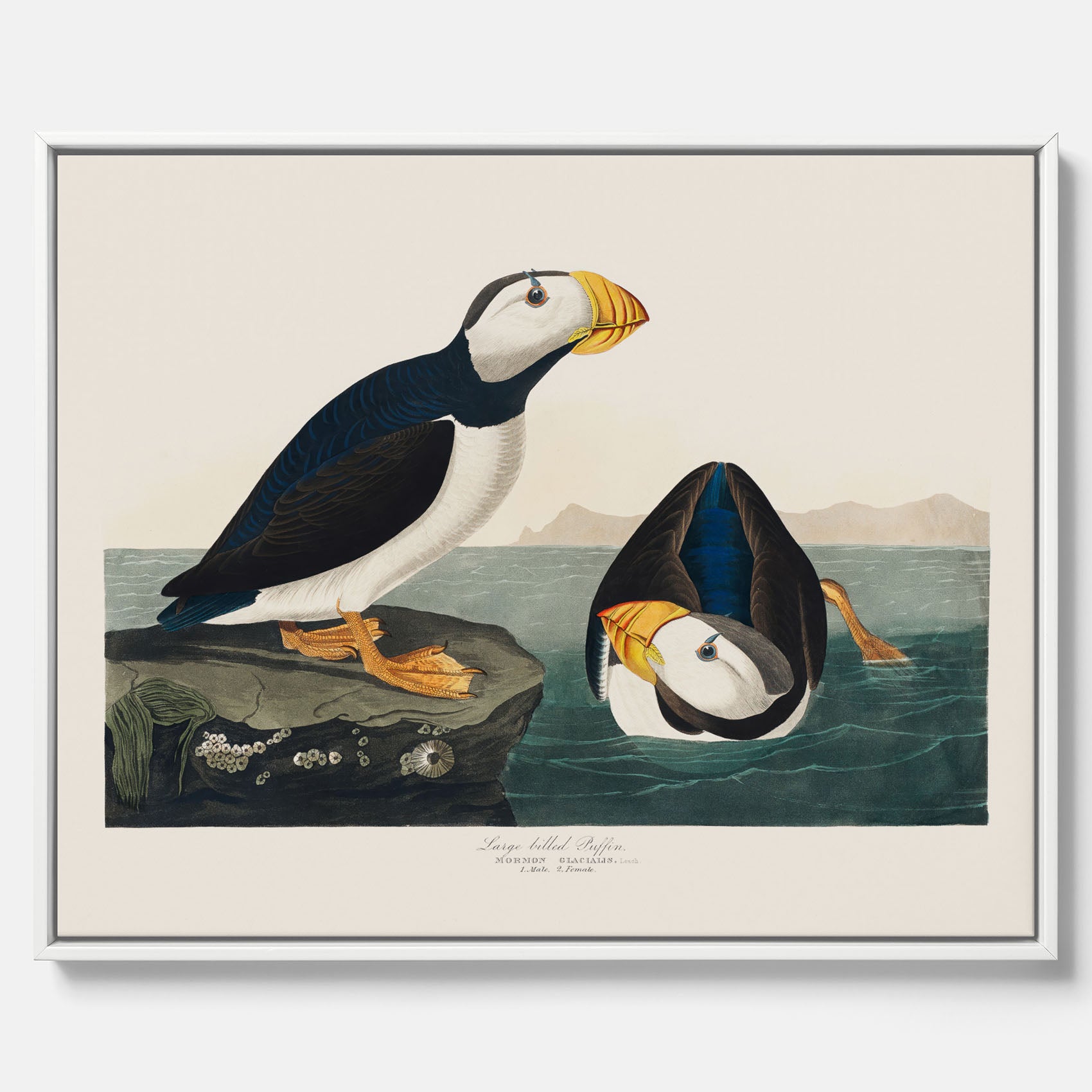 Tavla med canvas av Lunnefågel "Puffin" poster No.2 – Vintageposter med fågel