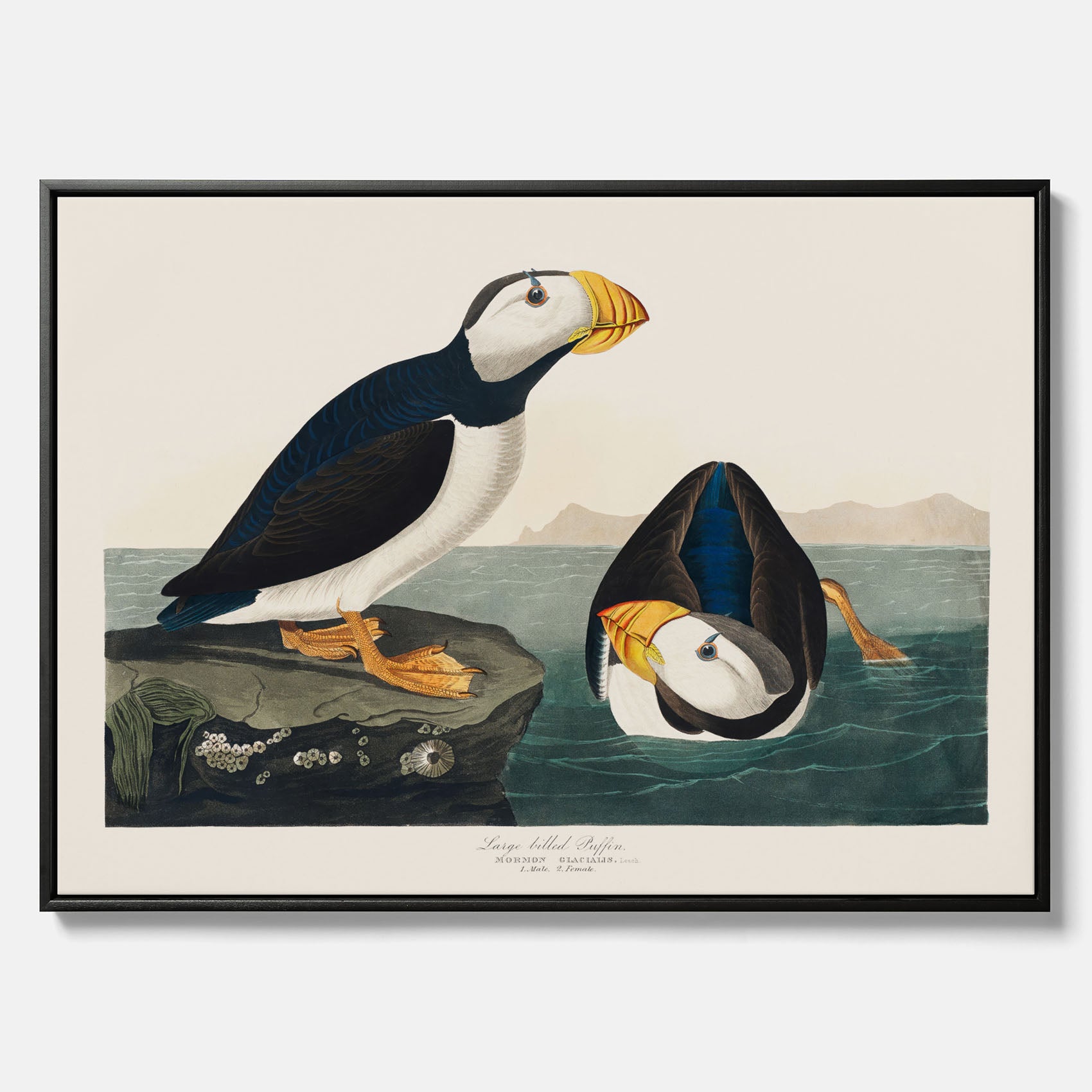 Tavla med canvas av Lunnefågel "Puffin" poster No.2 – Vintageposter med fågel