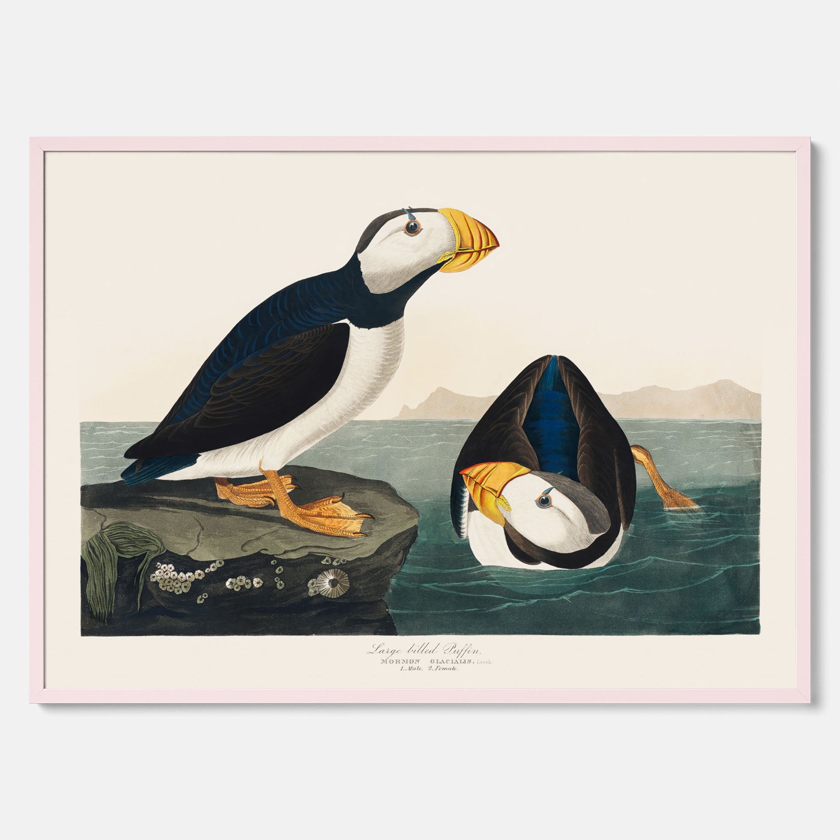 Lunnefågel "Puffin" poster No.2 – Vintageposter med fågel