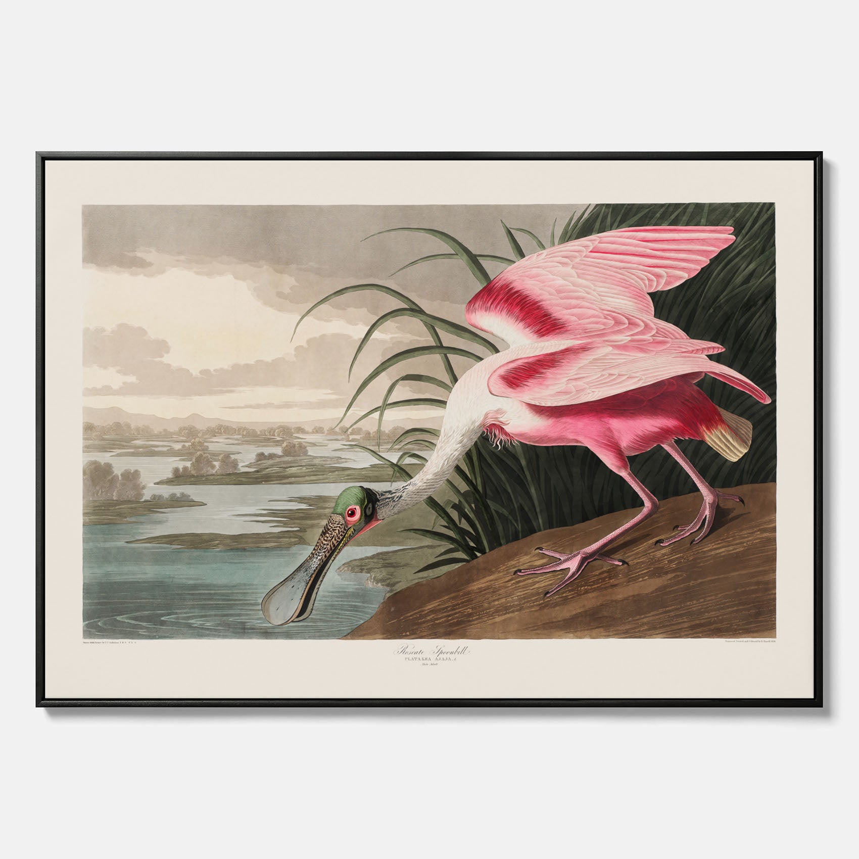Canvastavla med en Rosenskedstork poster – Vintageposter med fågel