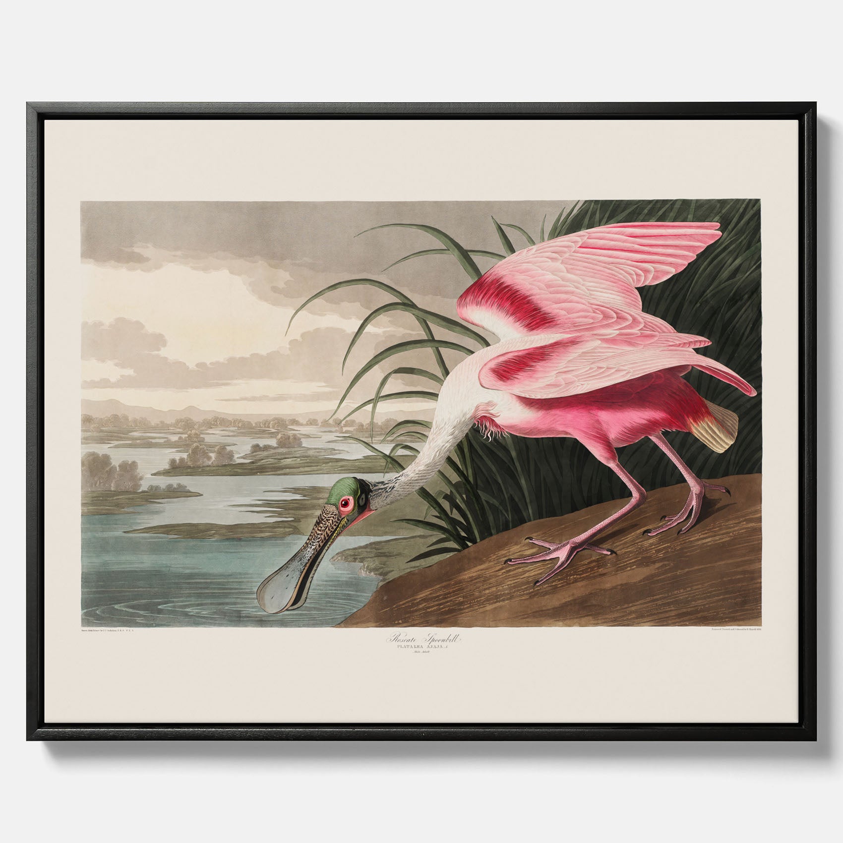 Canvastavla med en Rosenskedstork poster – Vintageposter med fågel