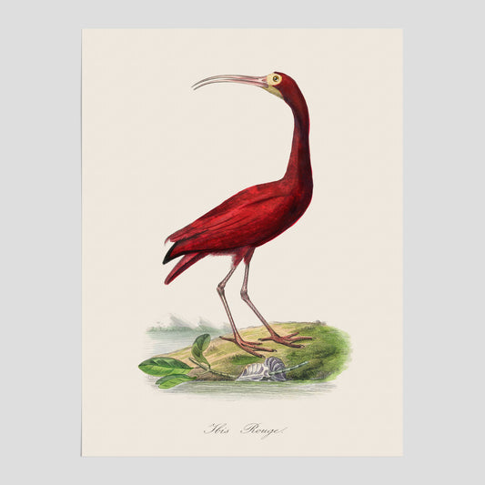 Röd ibis poster - Affisch och skolposter