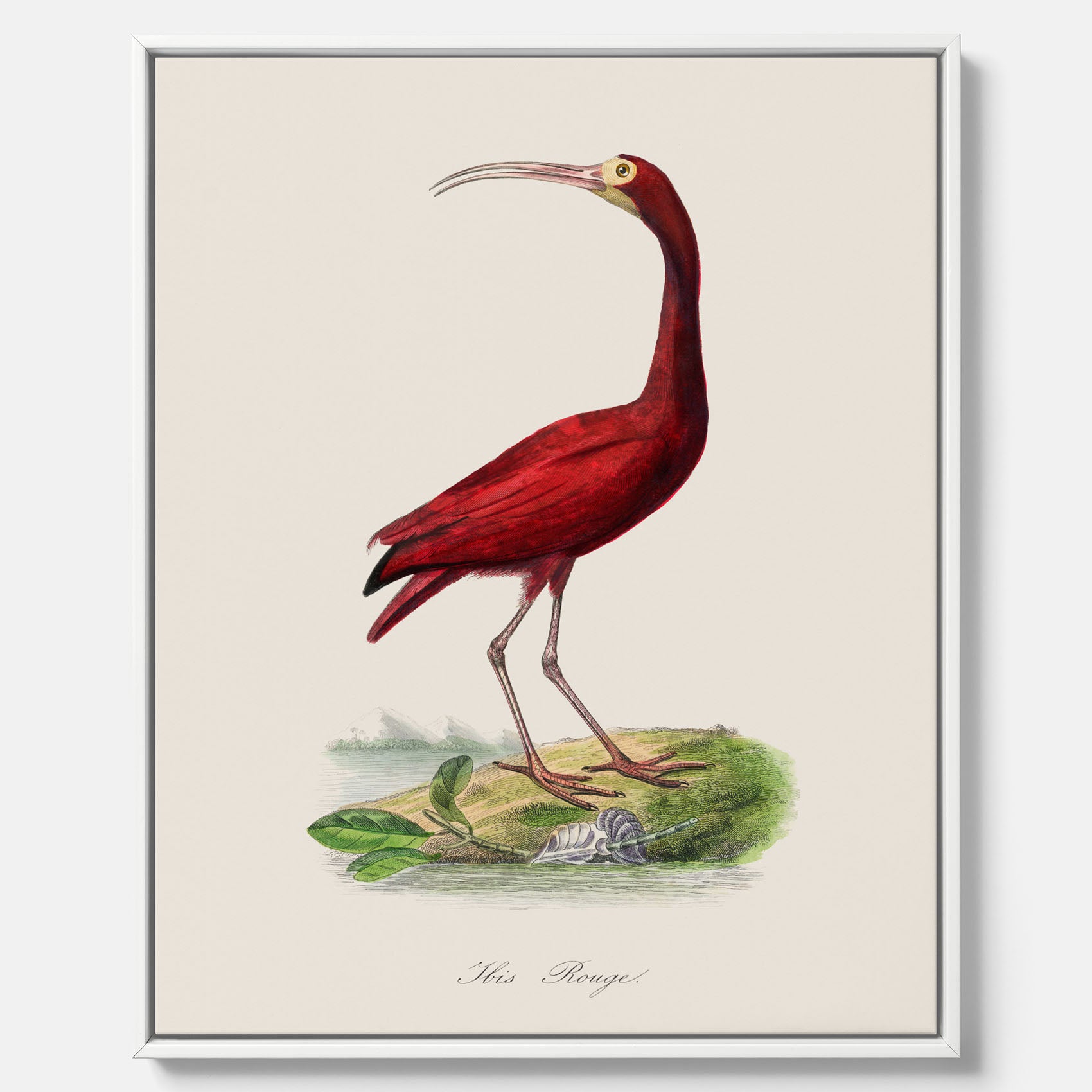Canvastavla med en Röd ibis poster - Affisch och skolposter