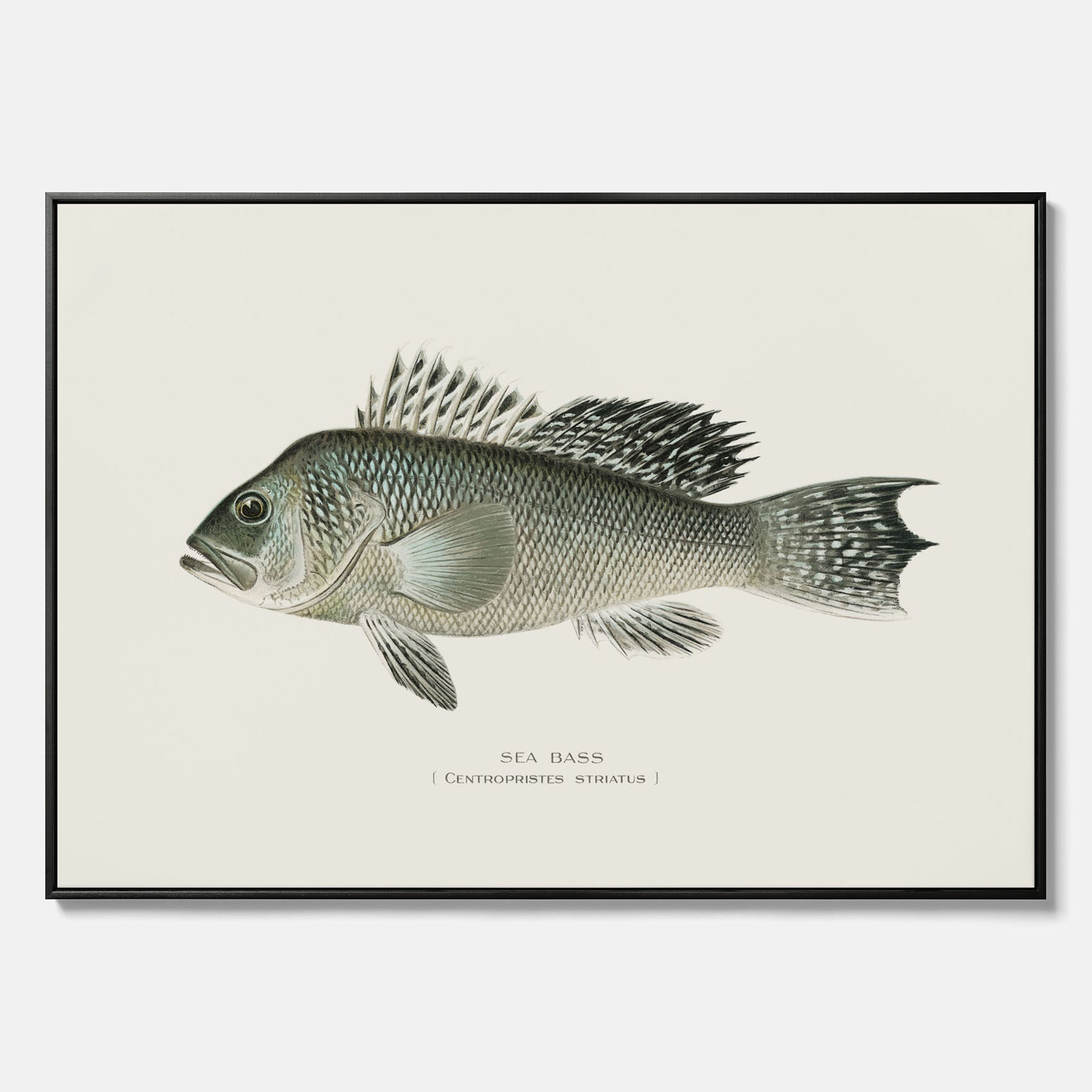 Kökstavla med Havsabborre poster – Canvas med fisk, fiskposter, tavla till kök, köksposter, poster till kök