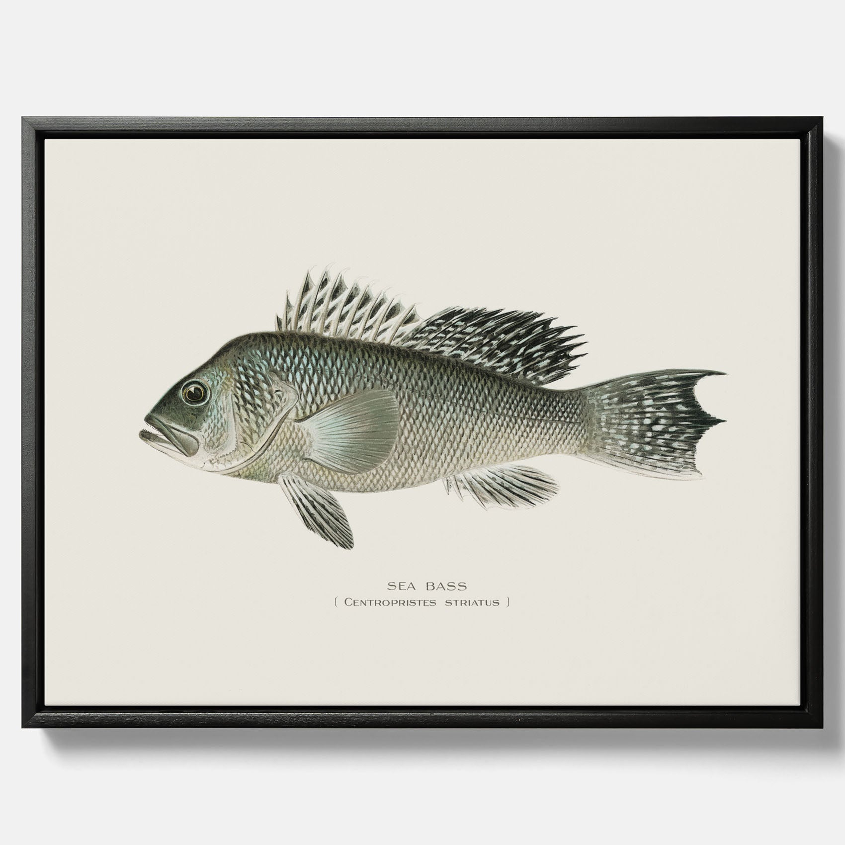 Kökstavla med Havsabborre poster – Canvas med fisk, fiskposter, tavla till kök, köksposter, poster till kök
