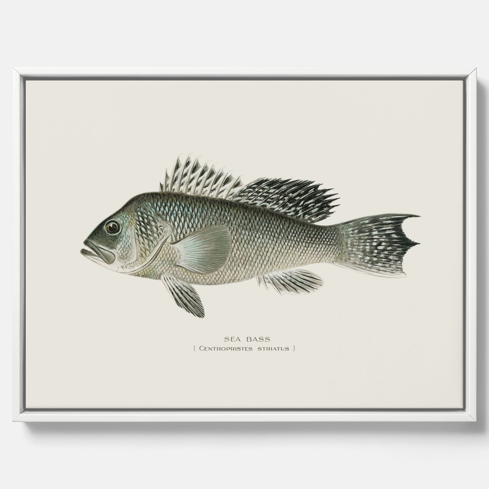 Kökstavla med Havsabborre poster – Canvas med fisk, fiskposter, tavla till kök, köksposter, poster till kök