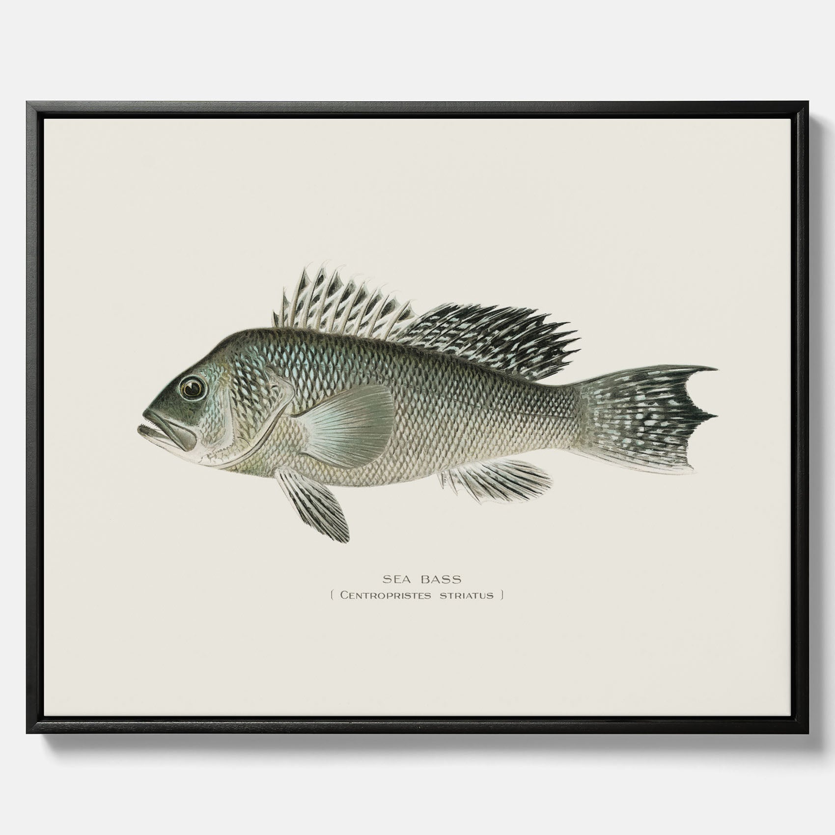 Kökstavla med Havsabborre poster – Canvas med fisk, fiskposter, tavla till kök, köksposter, poster till kök