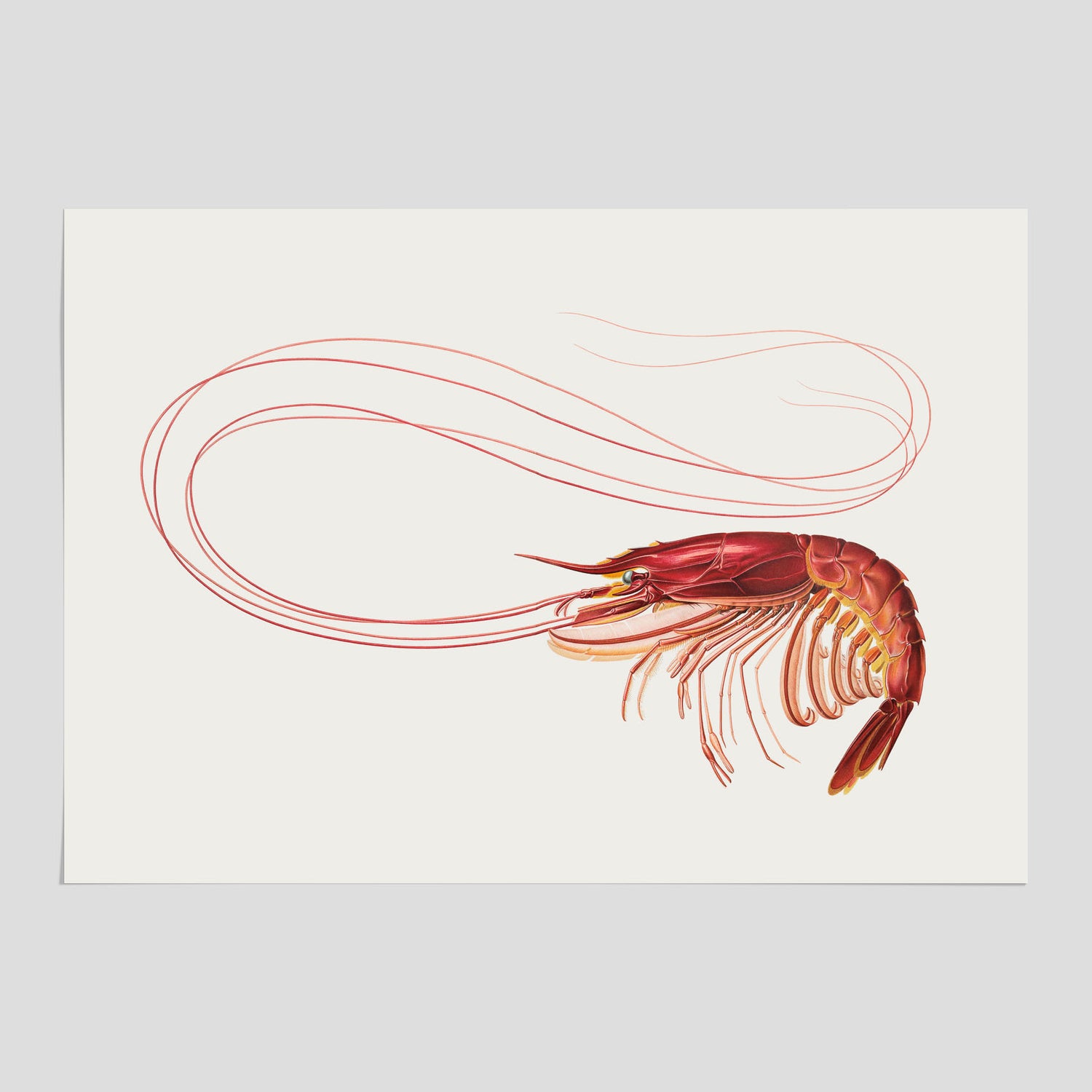 Kökstavla med en Räka Poster – Posters till köket, djurposter, köksposter, tavla till kök