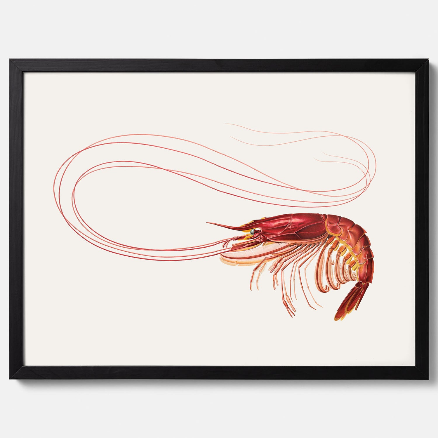 Kökstavla med en Räka Poster – Posters till köket, djurposter, köksposter, tavla till kök