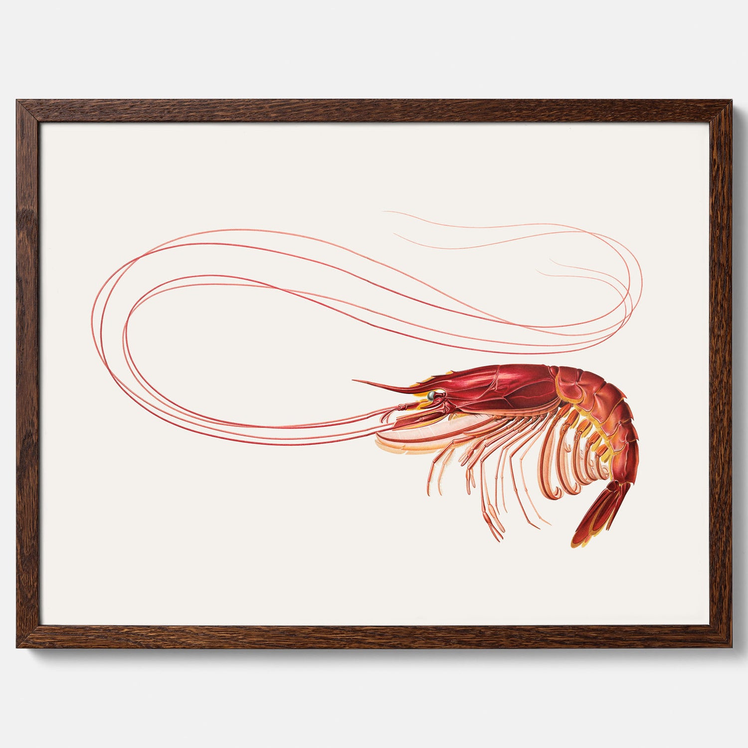 Kökstavla med en Räka Poster – Posters till köket, djurposter, köksposter, tavla till kök