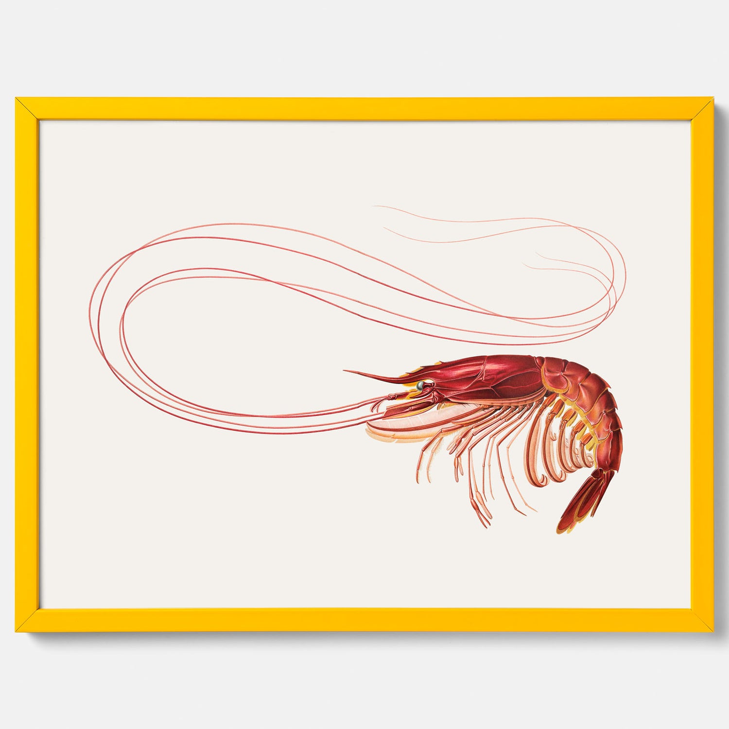 Kökstavla med en Räka Poster – Posters till köket, djurposter, köksposter, tavla till kök