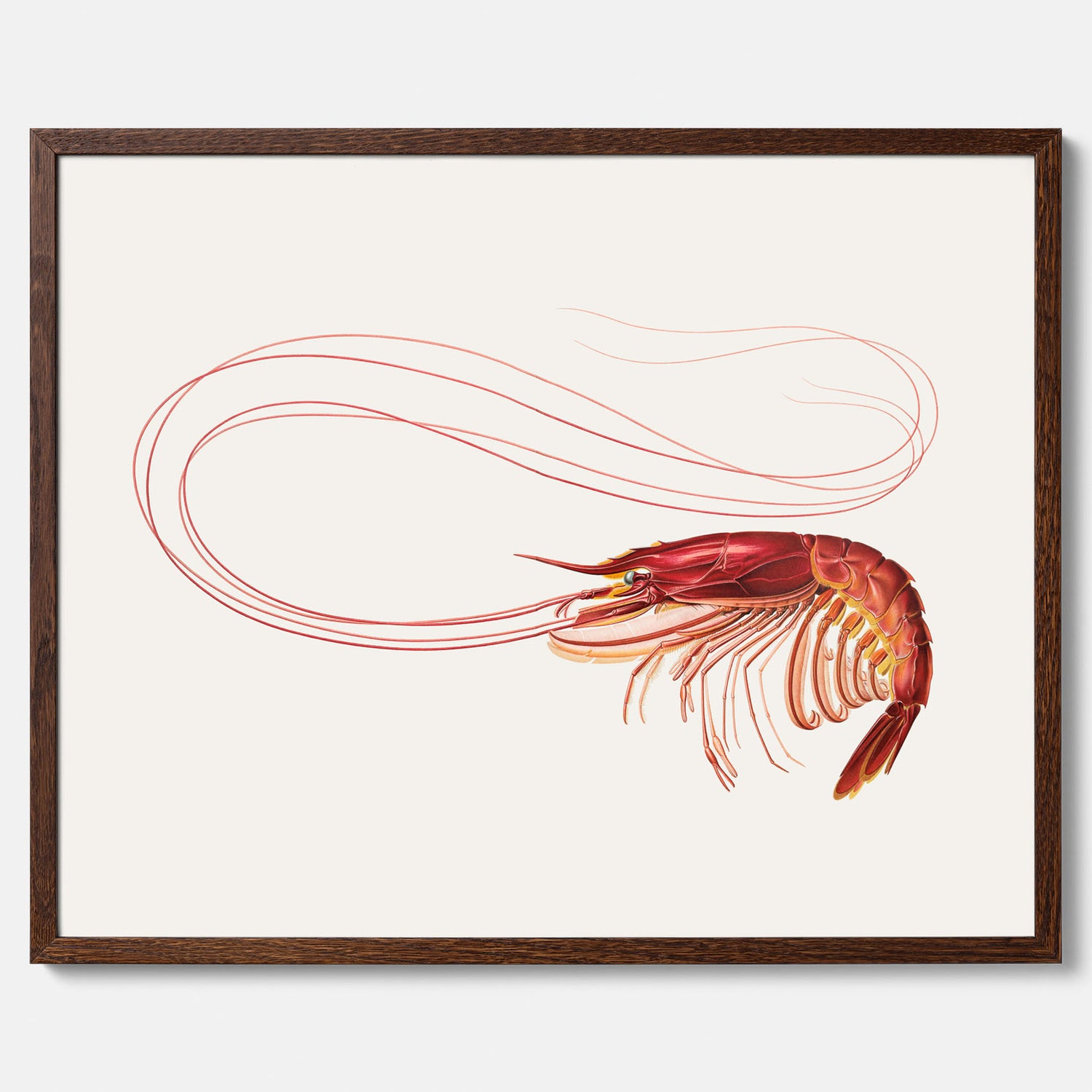 Kökstavla med en Räka Poster – Posters till köket, djurposter, köksposter, tavla till kök