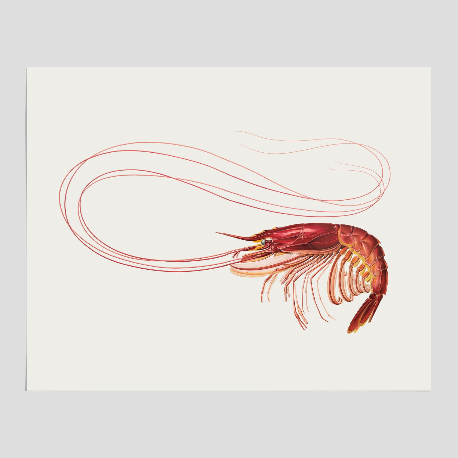 Kökstavla med en Räka Poster – Posters till köket, djurposter, köksposter, tavla till kök