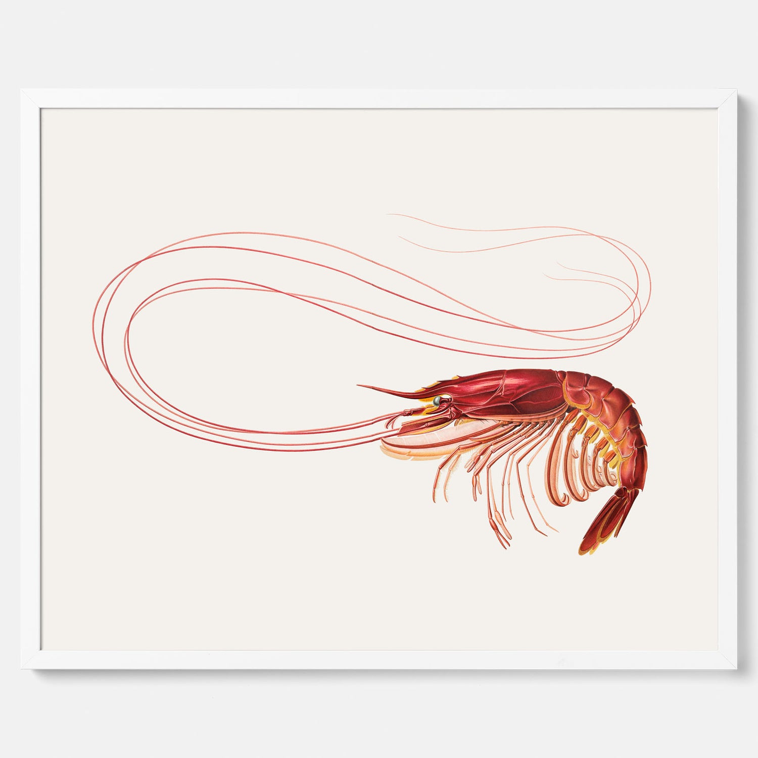 Kökstavla med en Räka Poster – Posters till köket, djurposter, köksposter, tavla till kök