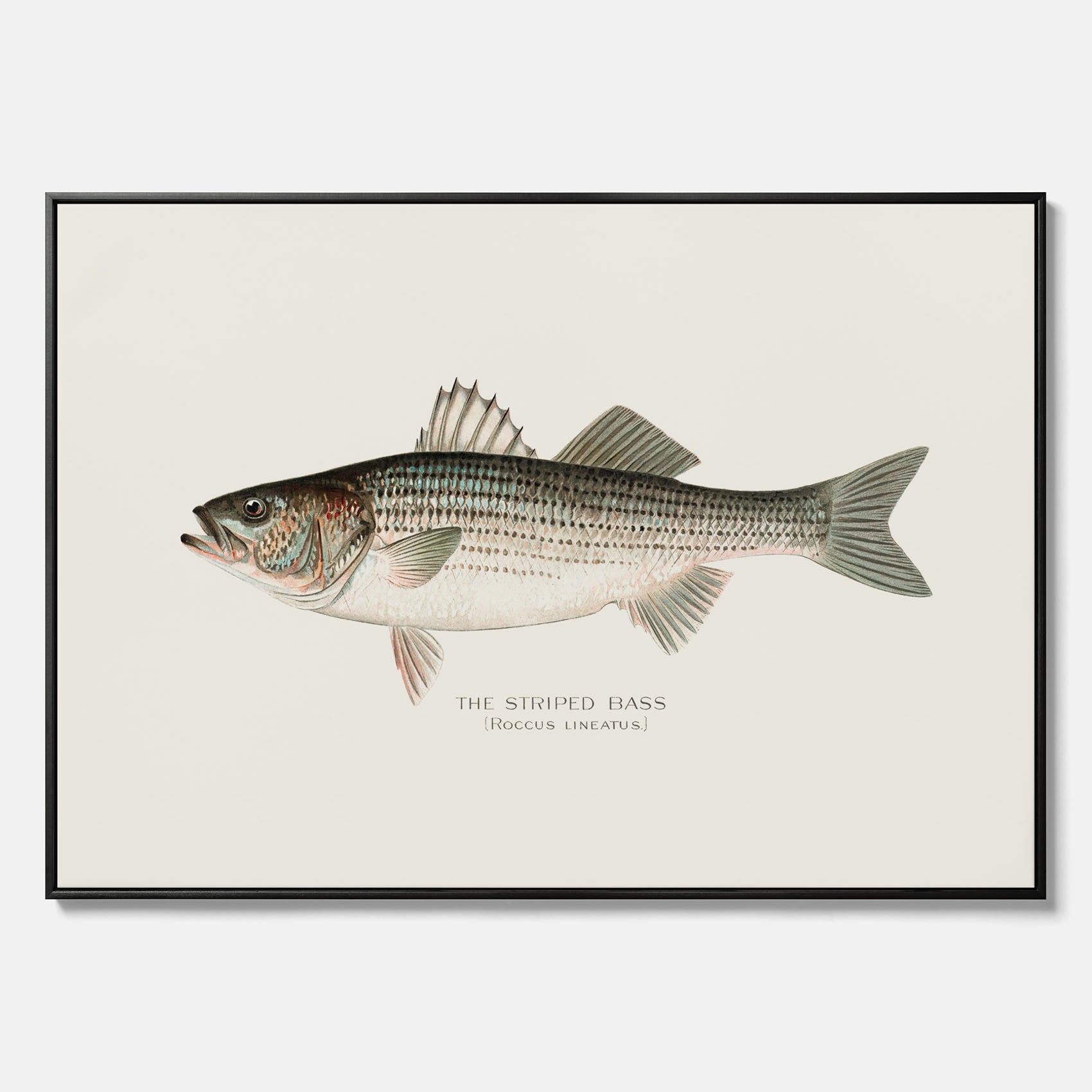 Canvastavla till kök med Strimmig Havsabborre poster – Plansch med fisk, tavla till kök, köksposter, poster till kök, fiskposter