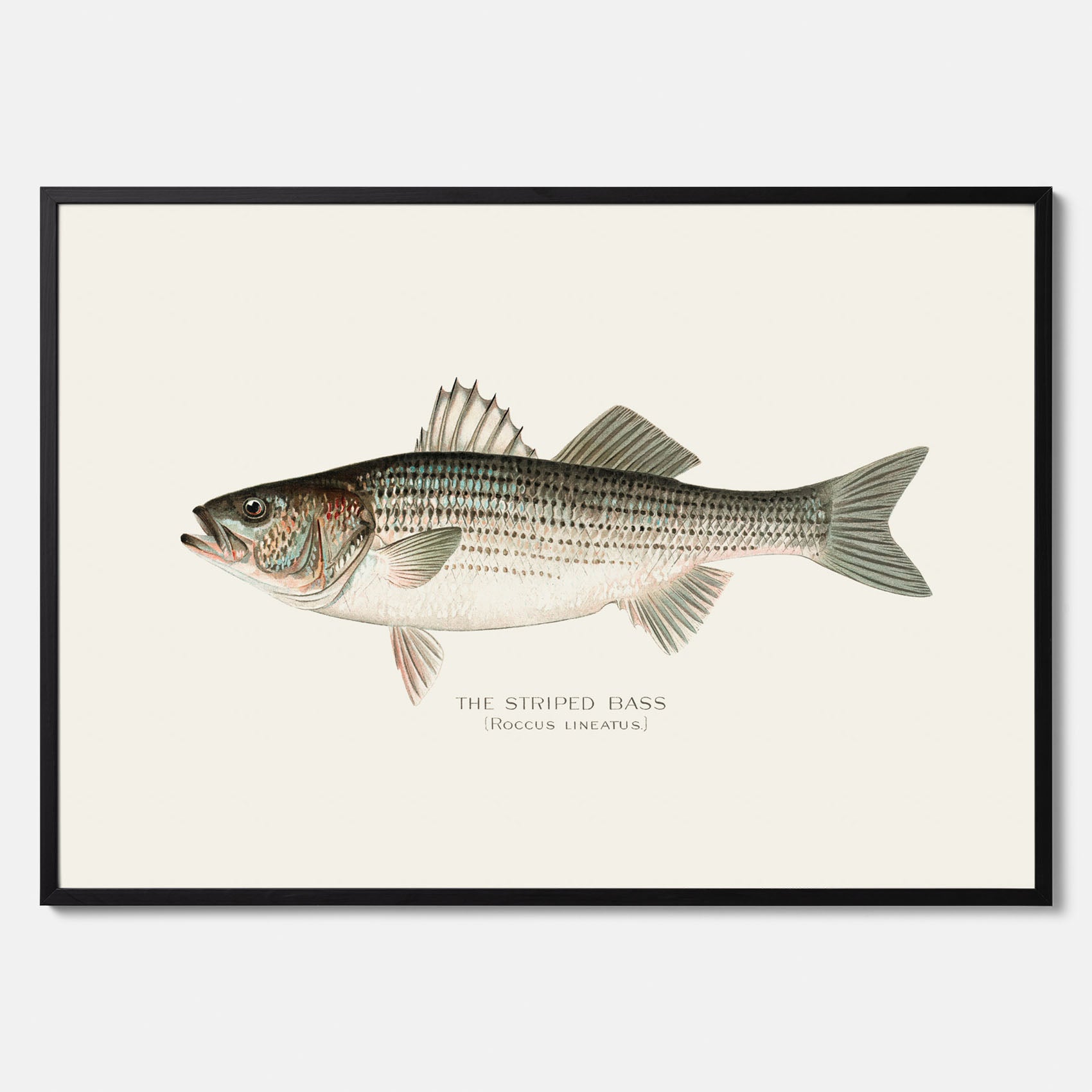 Kökstavla med Strimmig Havsabborre poster – Plansch med fisk, tavla till kök, köksposter, poster till kök, fiskposter