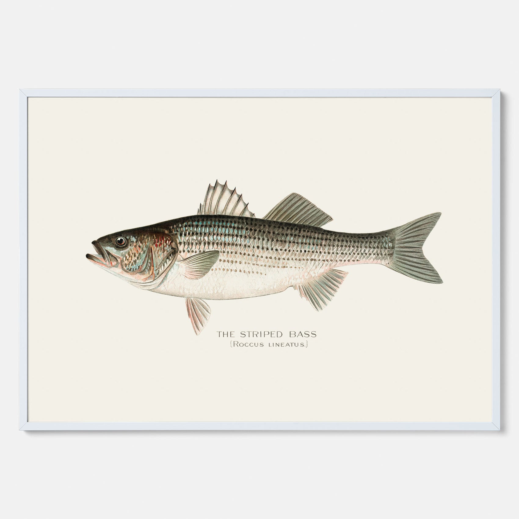 Kökstavla med Strimmig Havsabborre poster – Plansch med fisk, tavla till kök, köksposter, poster till kök, fiskposter