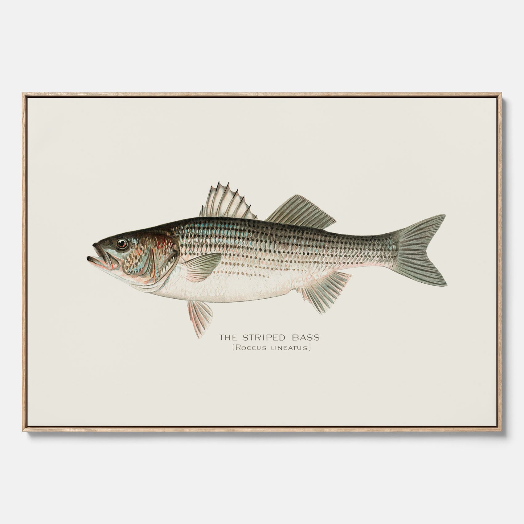 Canvastavla till kök med Strimmig Havsabborre poster – Plansch med fisk, tavla till kök, köksposter, poster till kök, fiskposter