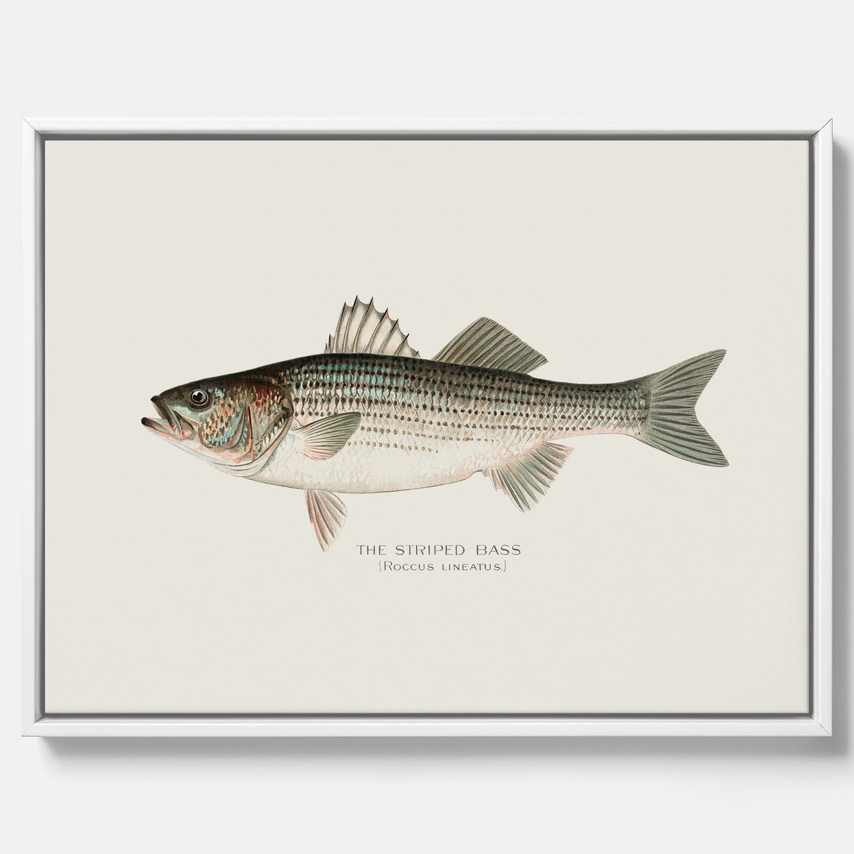 Canvastavla till kök med Strimmig Havsabborre poster – Plansch med fisk, tavla till kök, köksposter, poster till kök, fiskposter