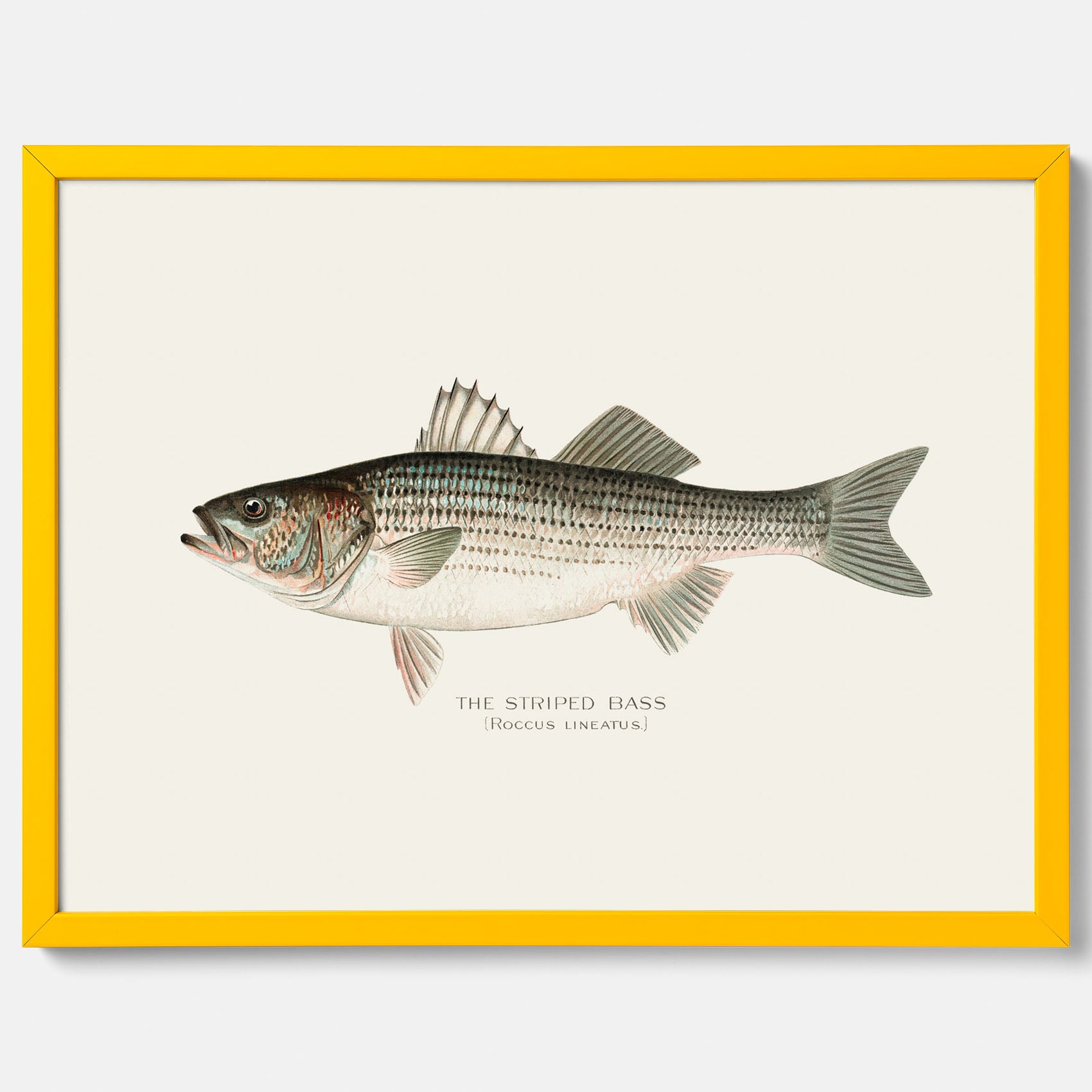 Kökstavla med Strimmig Havsabborre poster – Plansch med fisk, tavla till kök, köksposter, poster till kök, fiskposter