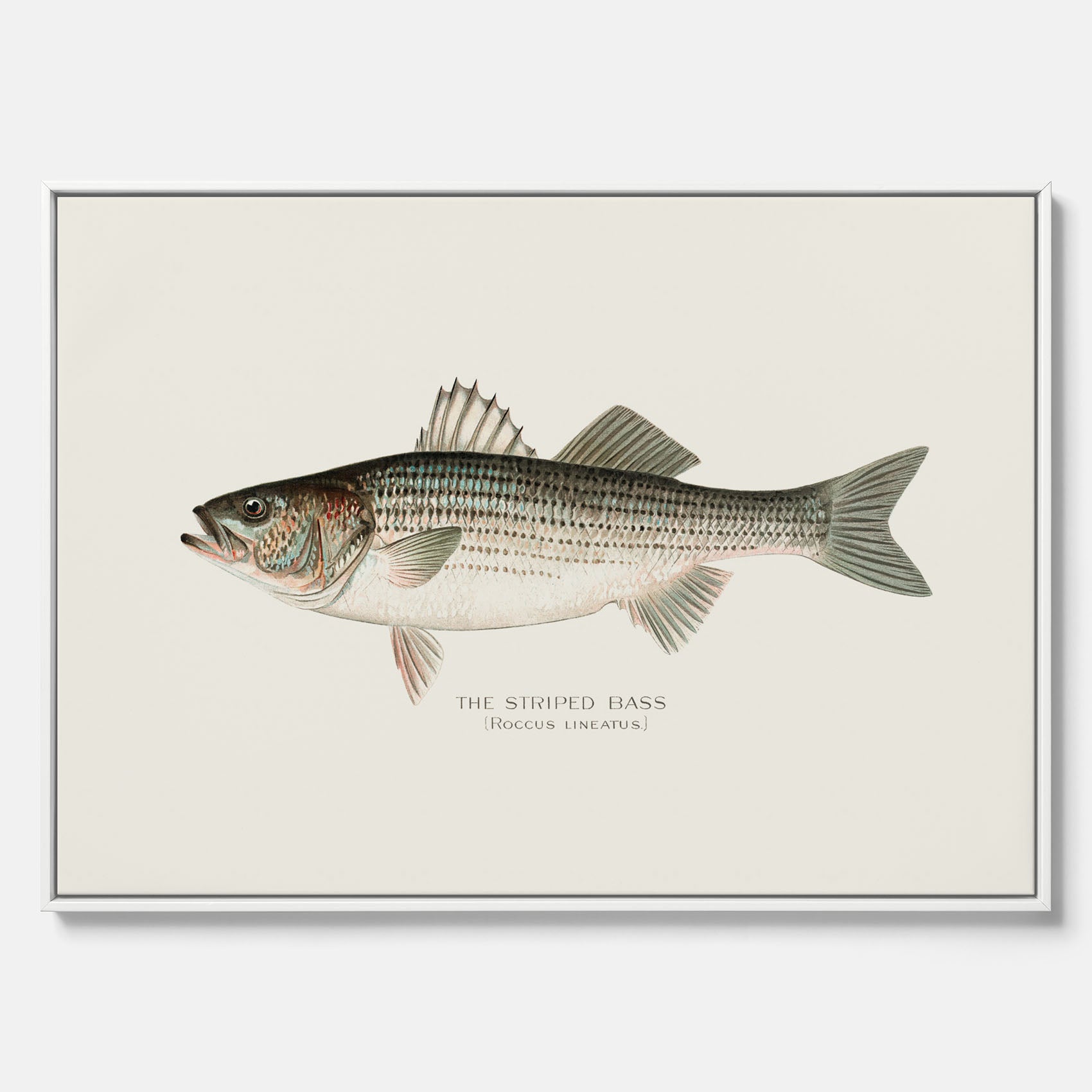 Canvastavla till kök med Strimmig Havsabborre poster – Plansch med fisk, tavla till kök, köksposter, poster till kök, fiskposter