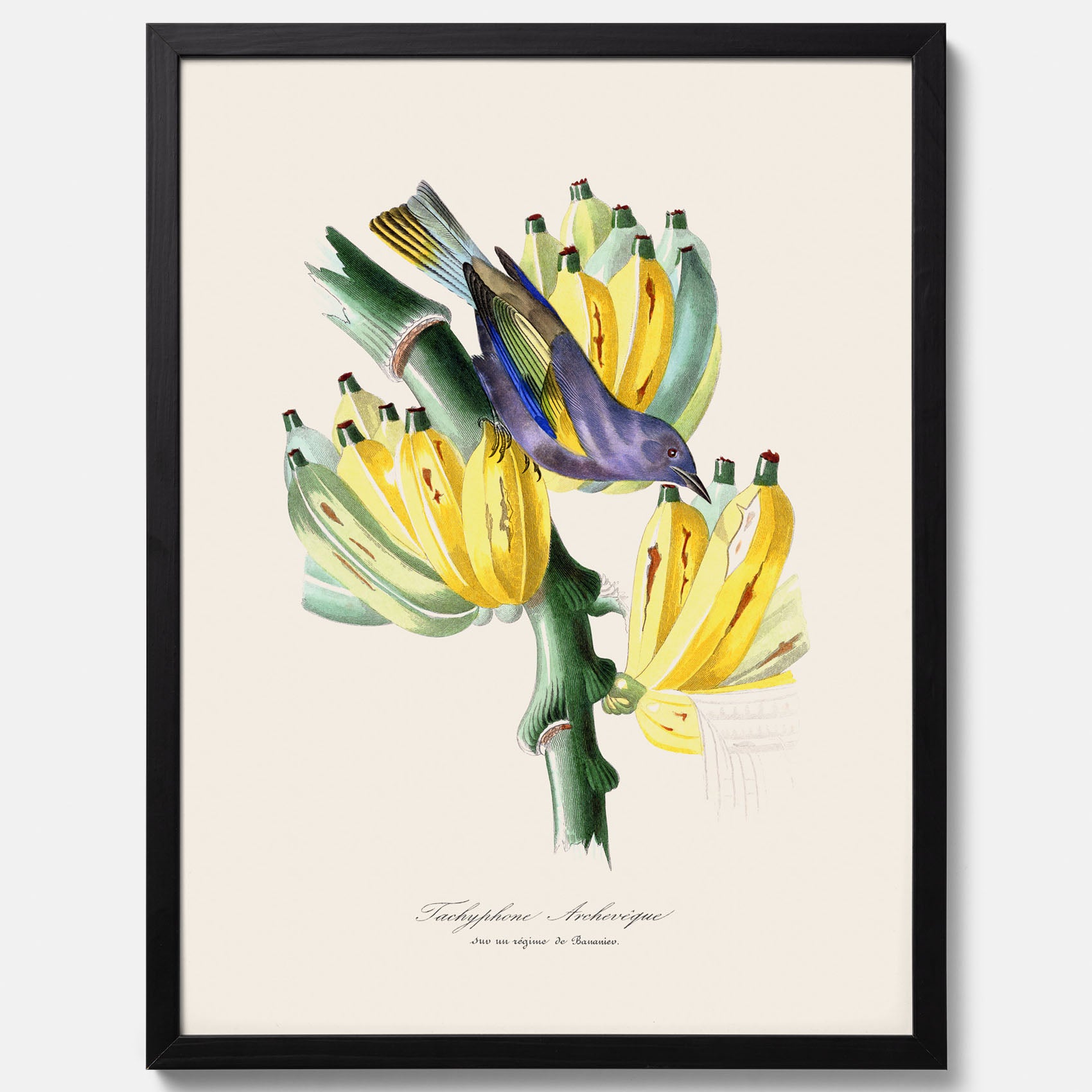 Kökstavla med en Tachyphonus & Banan poster – Vintageposter med fågel och banan, tavla till kök, köksposter, poster till kök