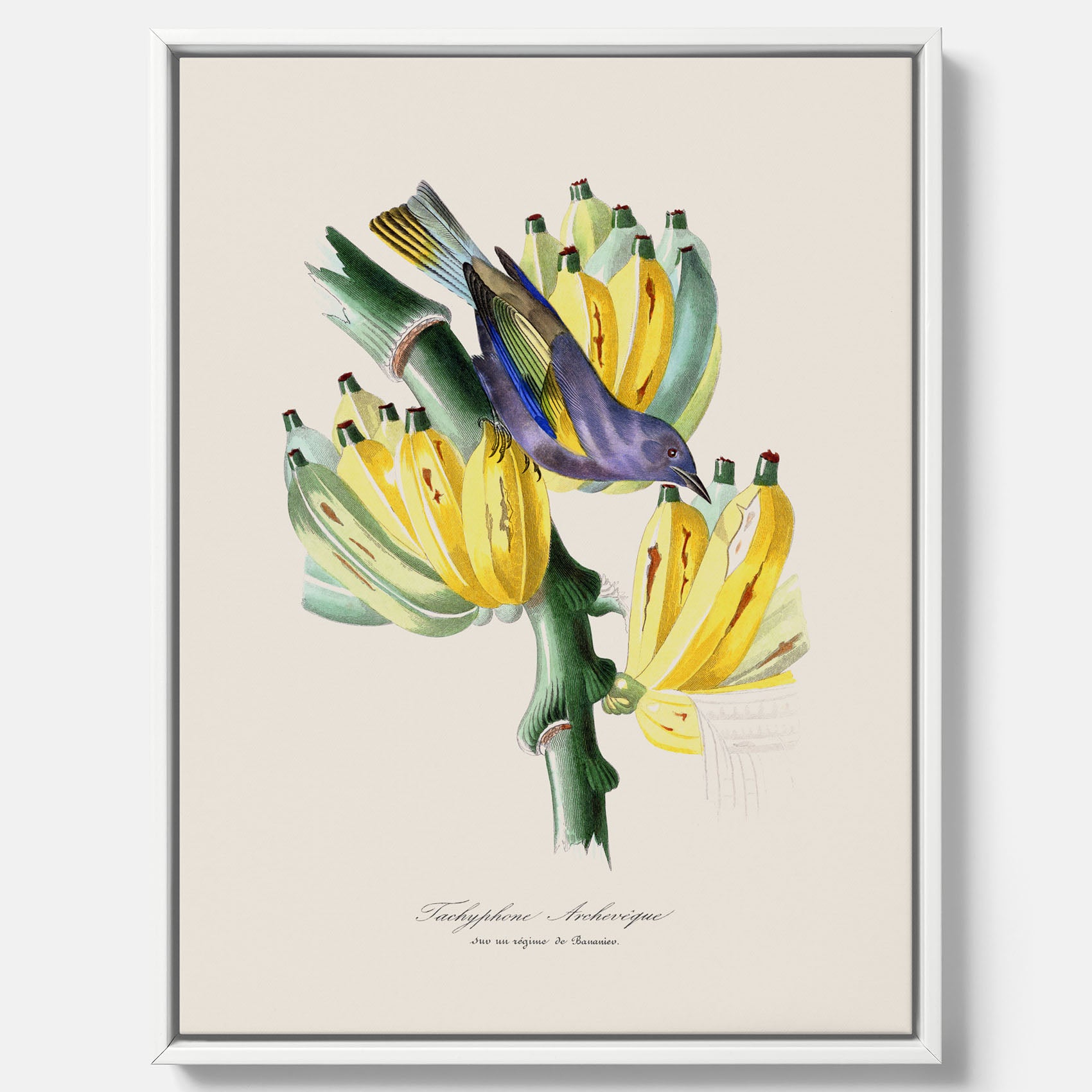 Kökstavla med en Tachyphonus & Banan canvas – Vintageposter med fågel och banan, tavla till kök, köksposter, poster till kök