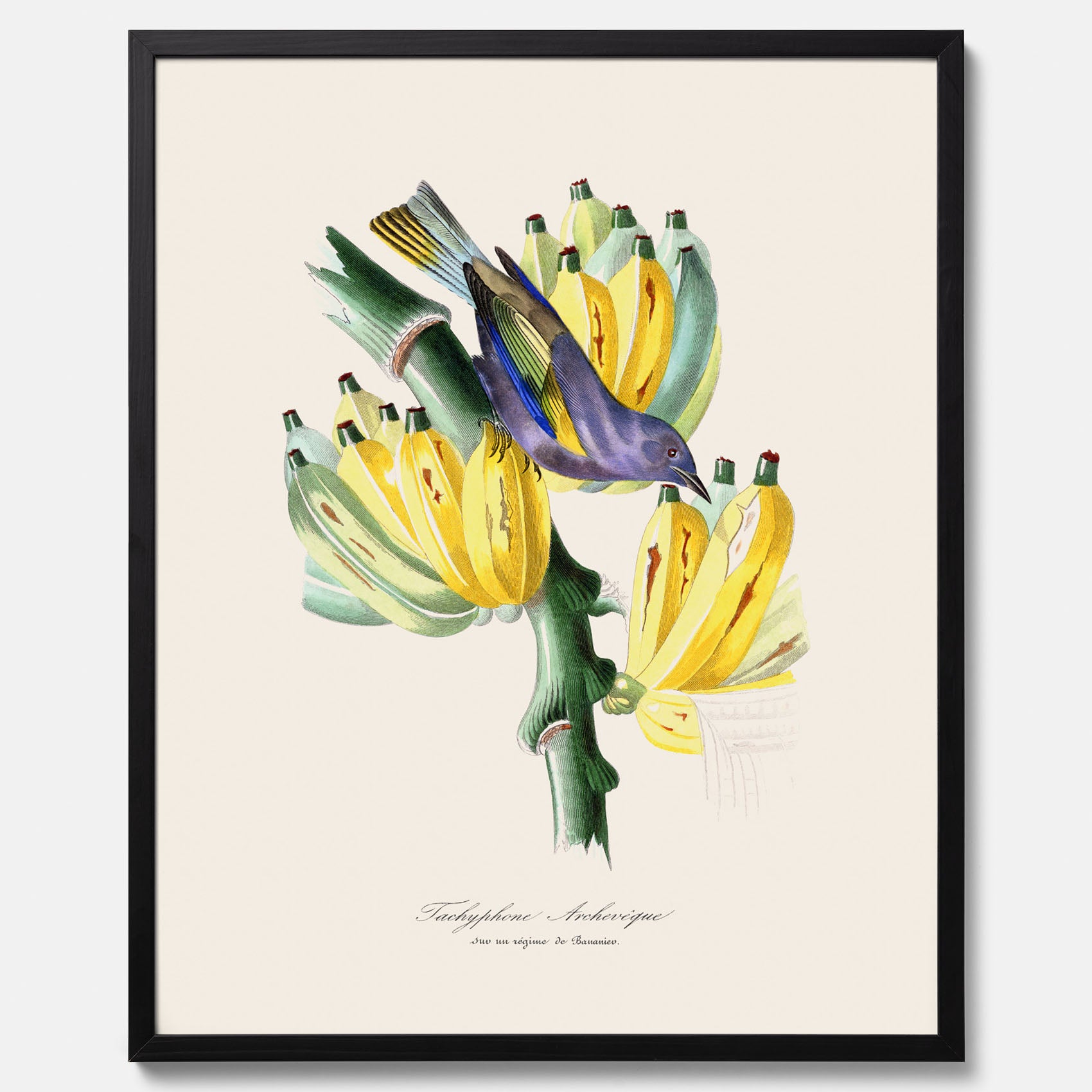 Kökstavla med en Tachyphonus & Banan poster – Vintageposter med fågel och banan, tavla till kök, köksposter, poster till kök